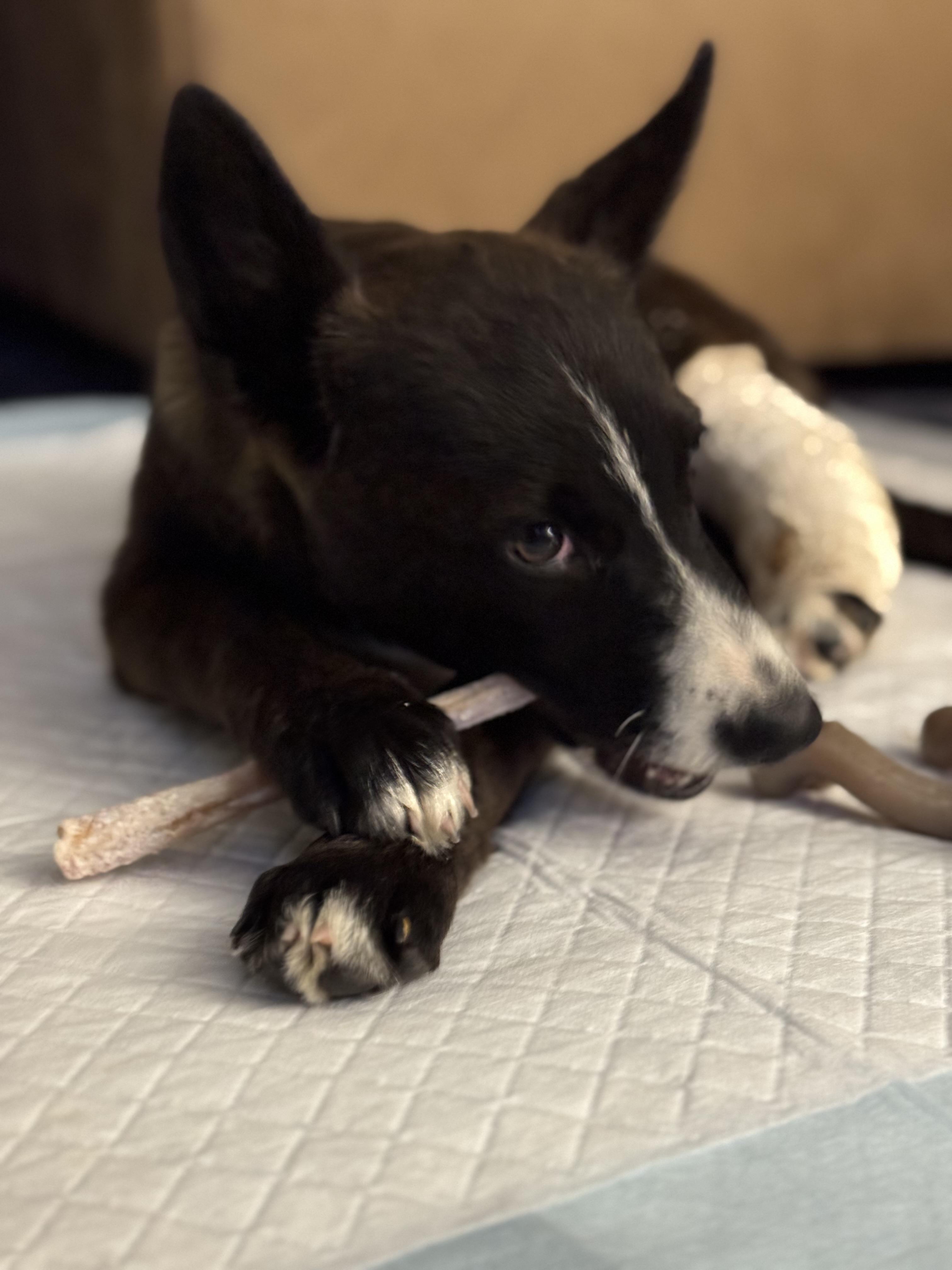 Fendi, a Adoptable mixed breed in Bakersfield, CA image 4/5