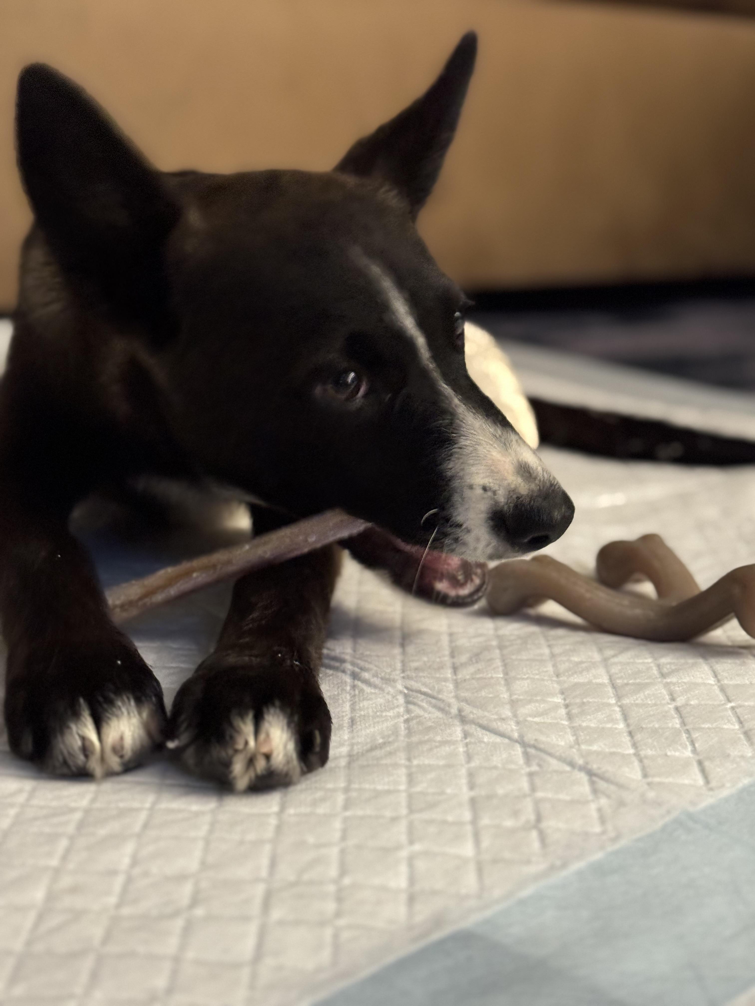 Fendi, a Adoptable mixed breed in Bakersfield, CA image 5/5