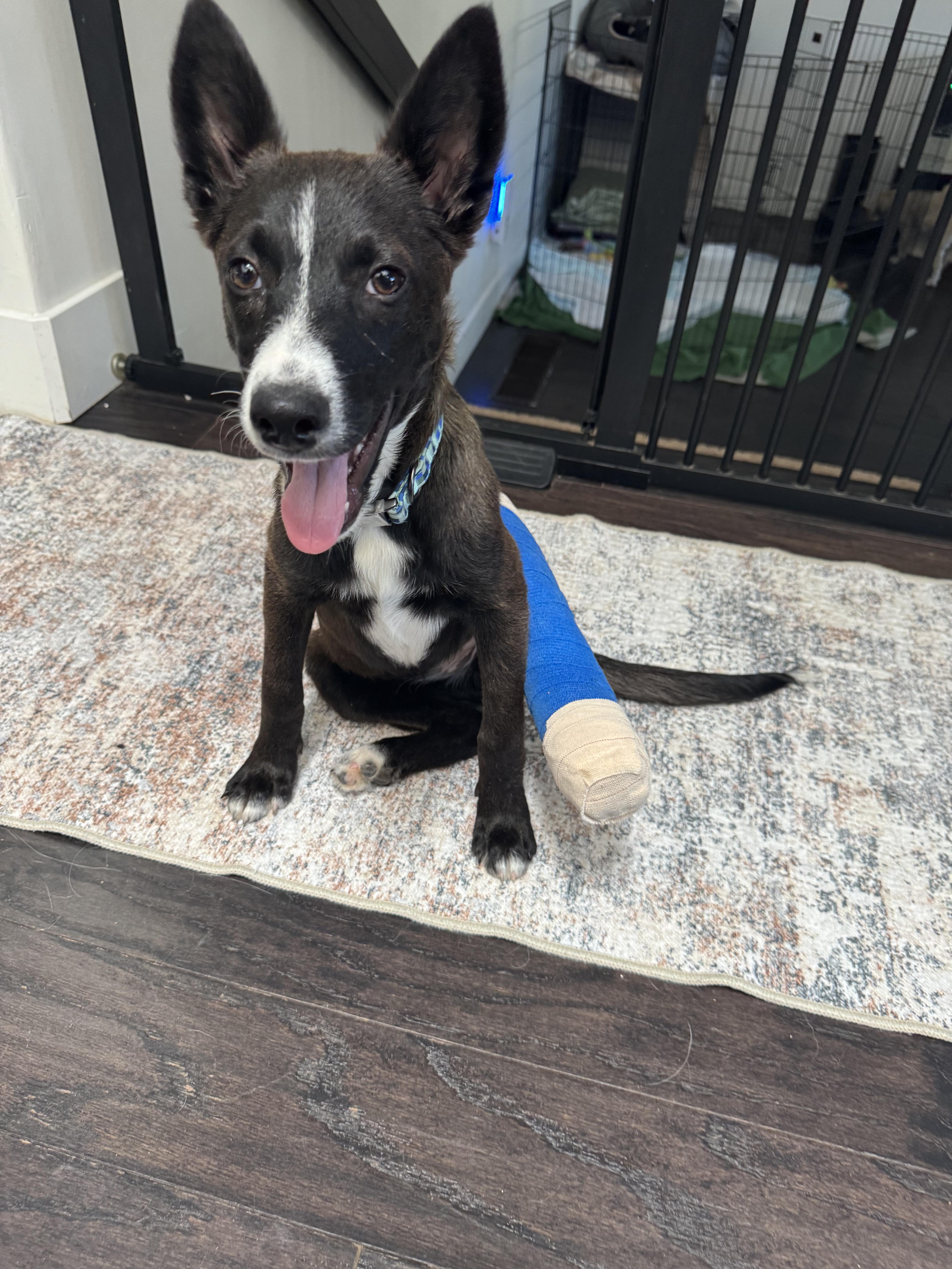 Enlarge Fendi, a Adoptable mixed breed in Bakersfield, CA image 1/6