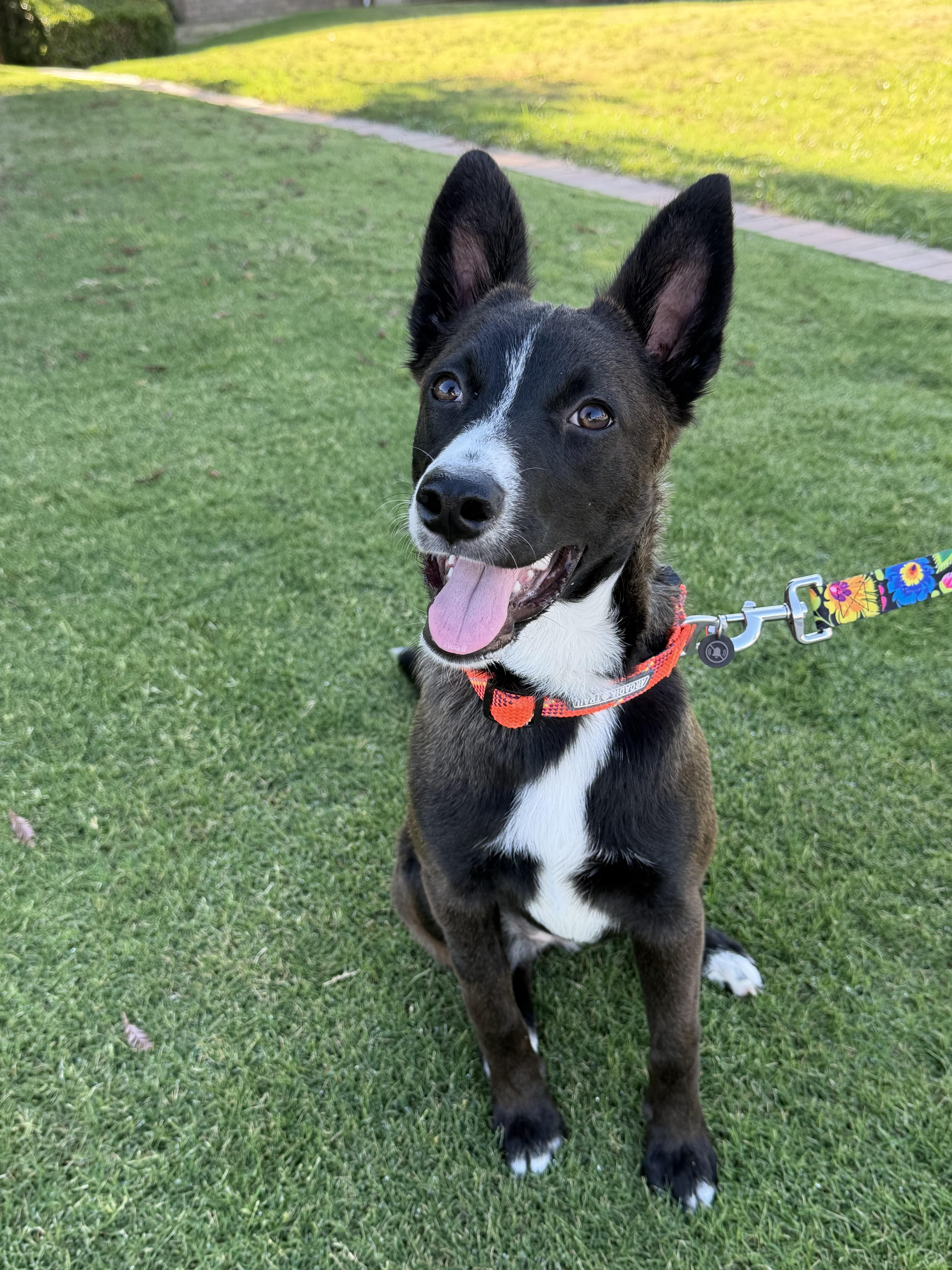 Enlarge Fendi, a Adoptable mixed breed in Bakersfield, CA image 2/6