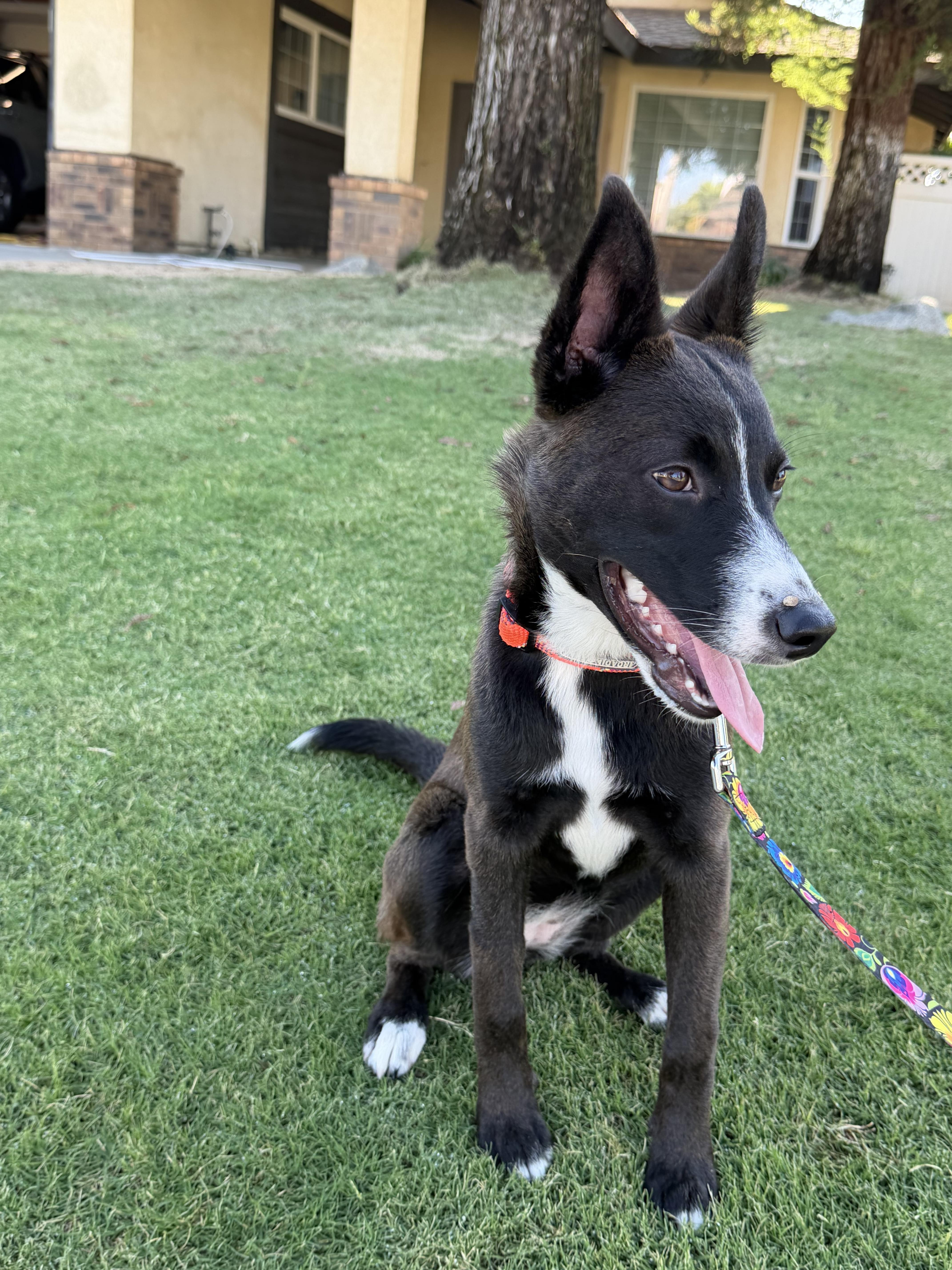 Enlarge Fendi, a Adoptable mixed breed in Bakersfield, CA image 3/6