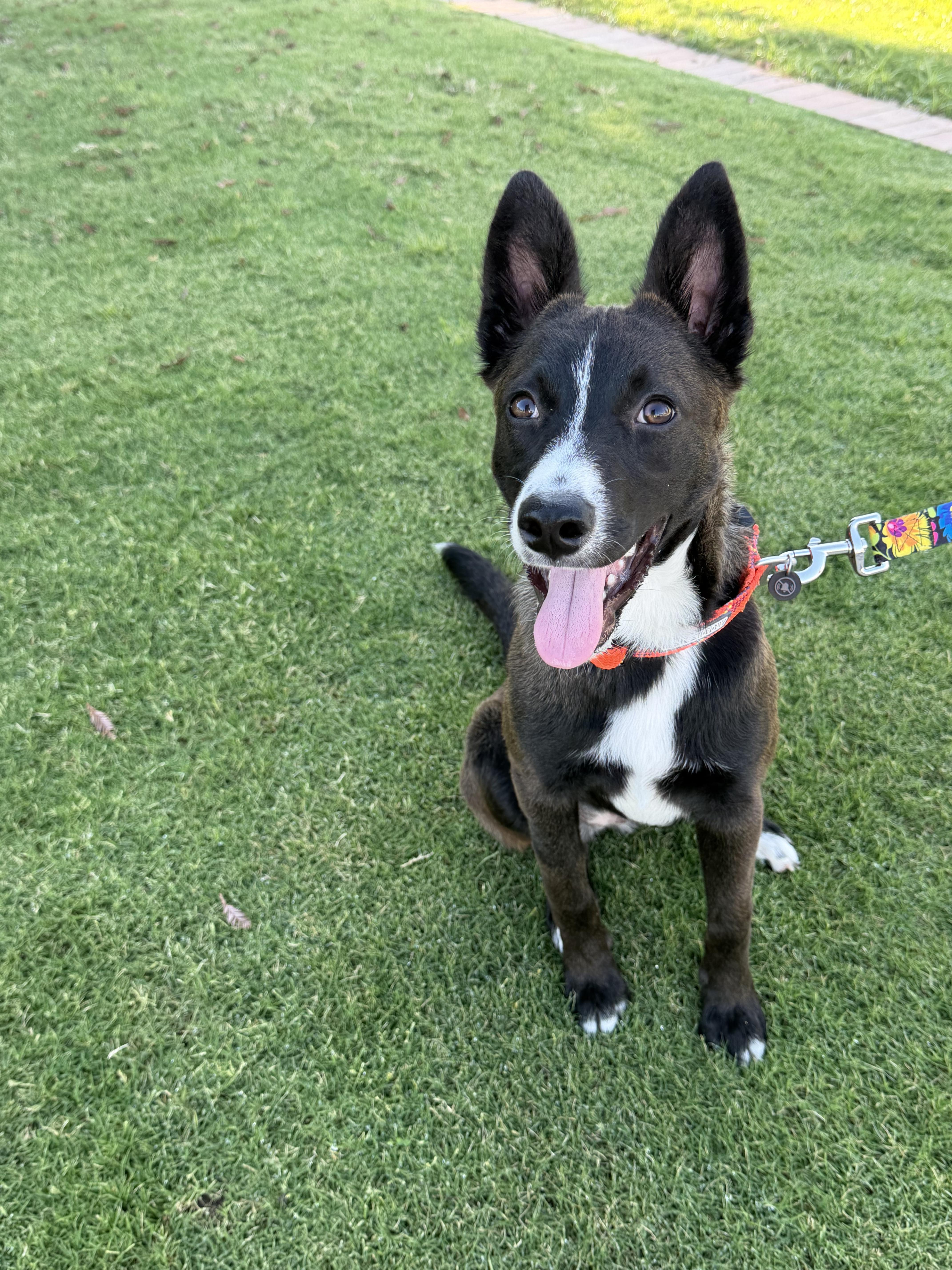 Enlarge Fendi, a Adoptable mixed breed in Bakersfield, CA image 4/6