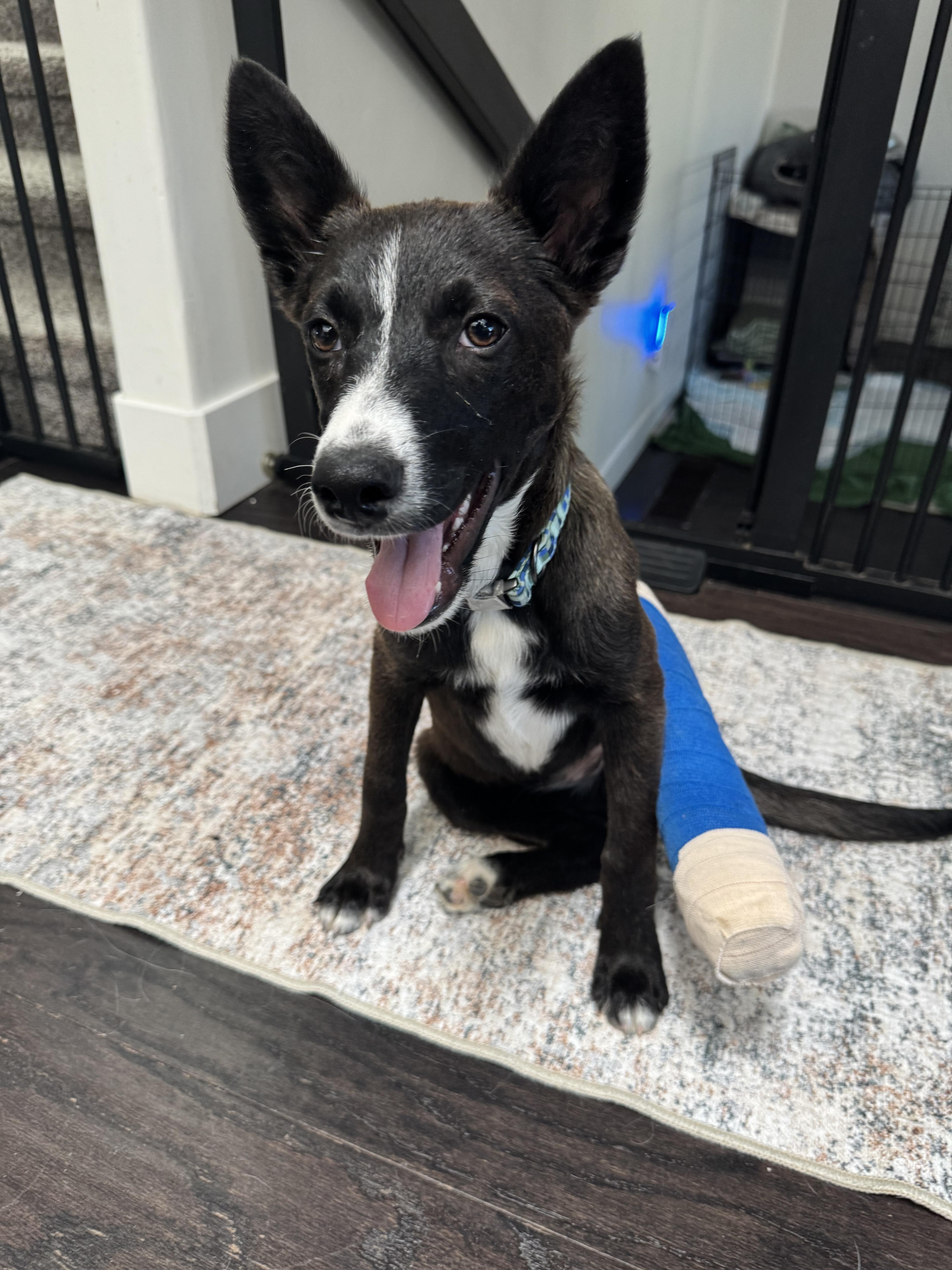 Enlarge Fendi, a Adoptable mixed breed in Bakersfield, CA image 5/6