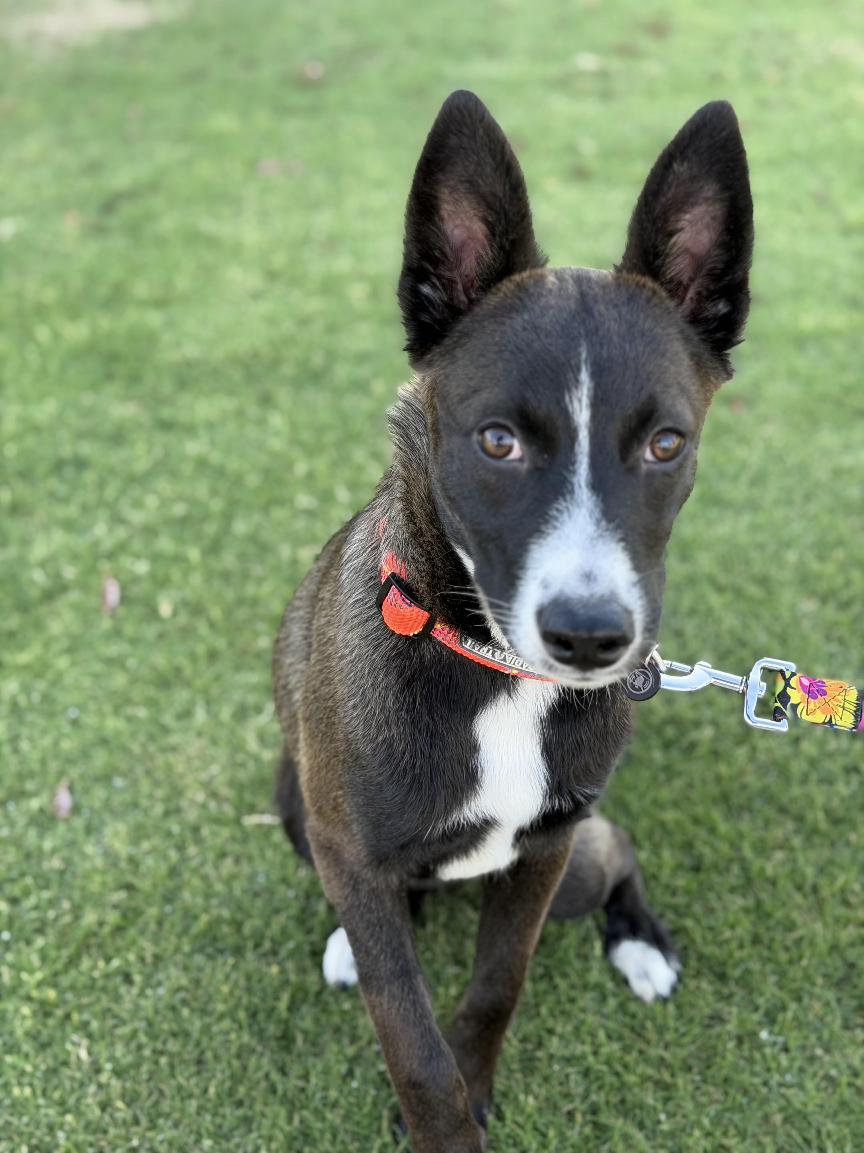Enlarge Fendi, a Adoptable mixed breed in Bakersfield, CA image 6/6