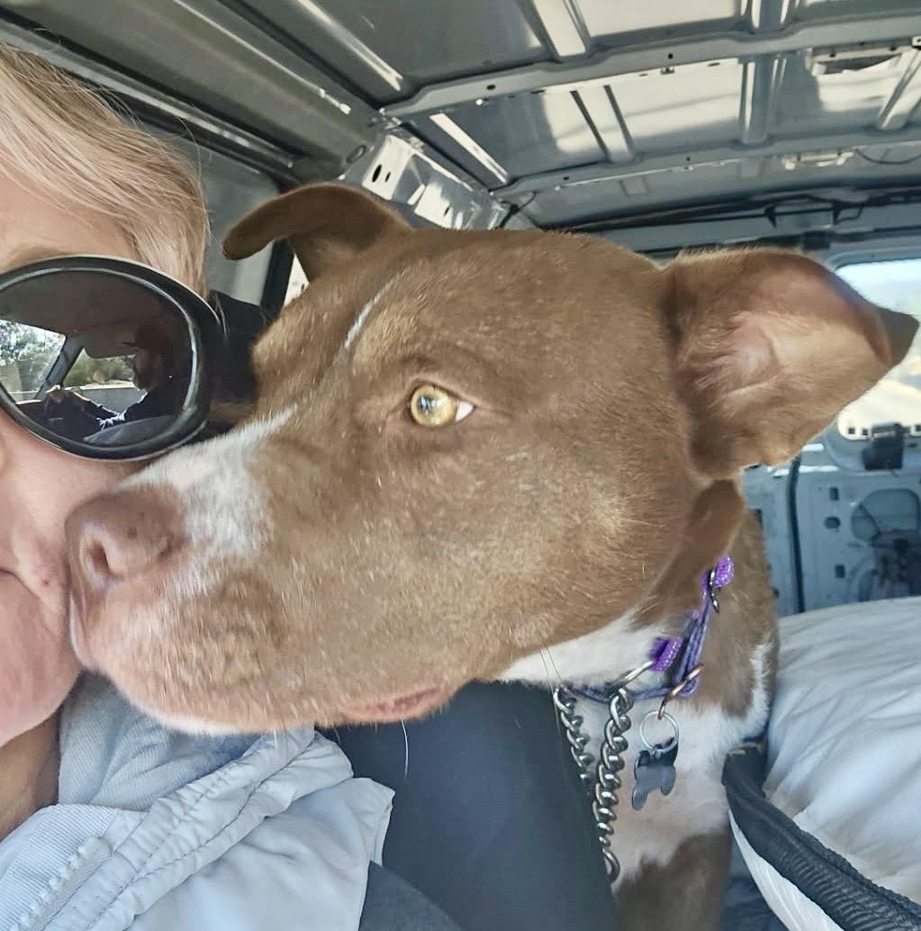 Enlarge KONA, a ADOPTABLE mixed breed in Thousand Oaks, CA image 6/6