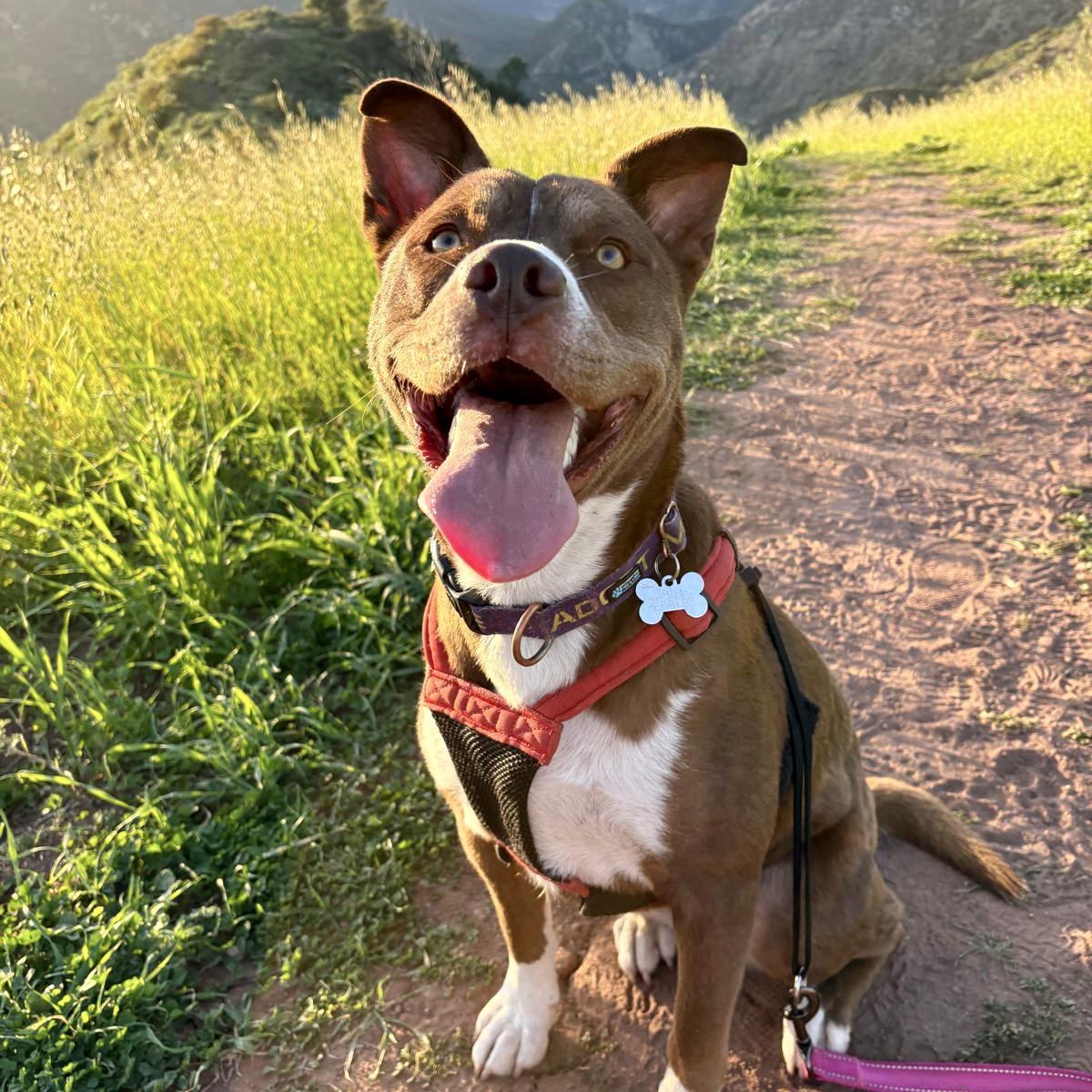 KONA, ADOPTABLE, Young Female Shepherd & Pit Bull Terrier.