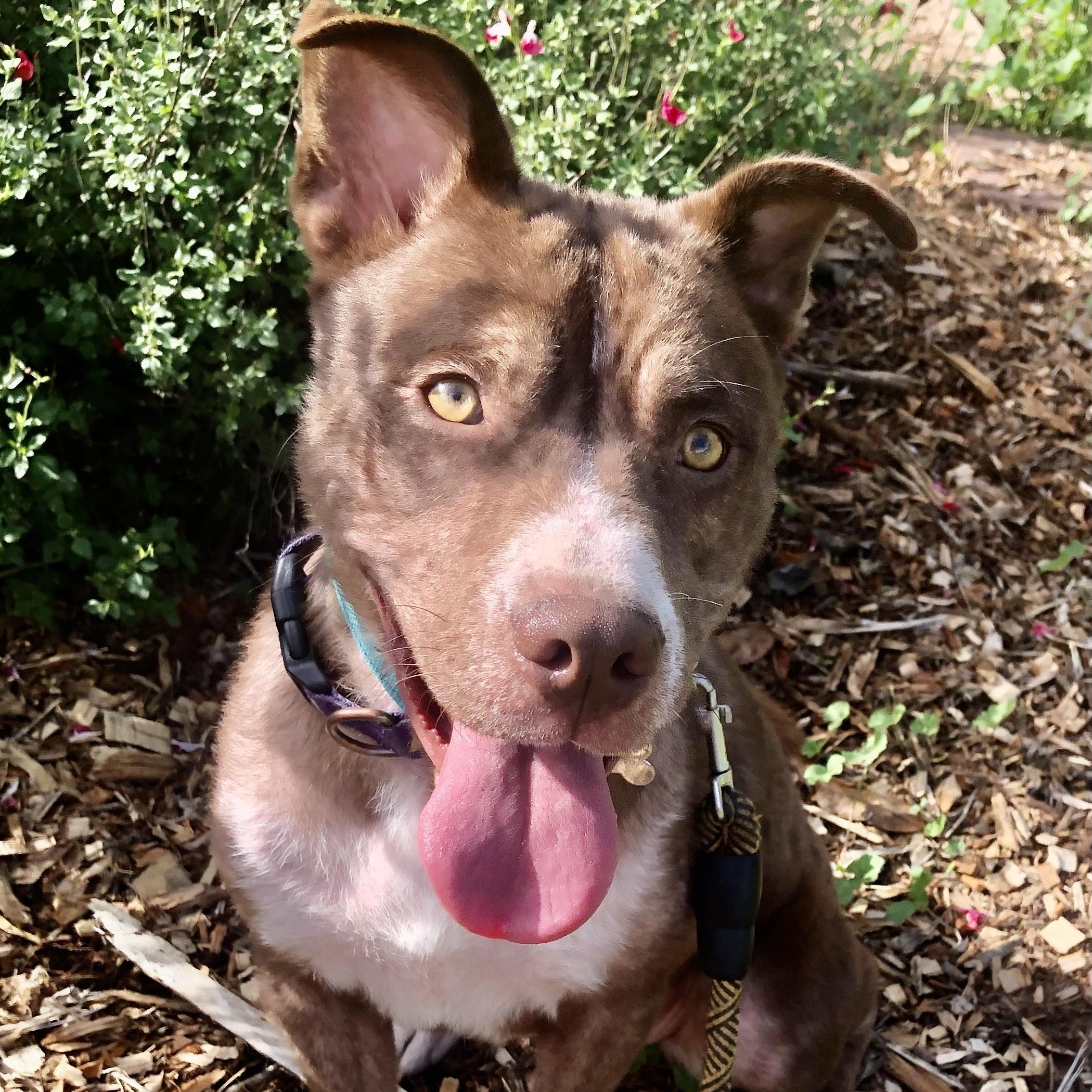 Enlarge KONA, a ADOPTABLE mixed breed in Thousand Oaks, CA image 1/6