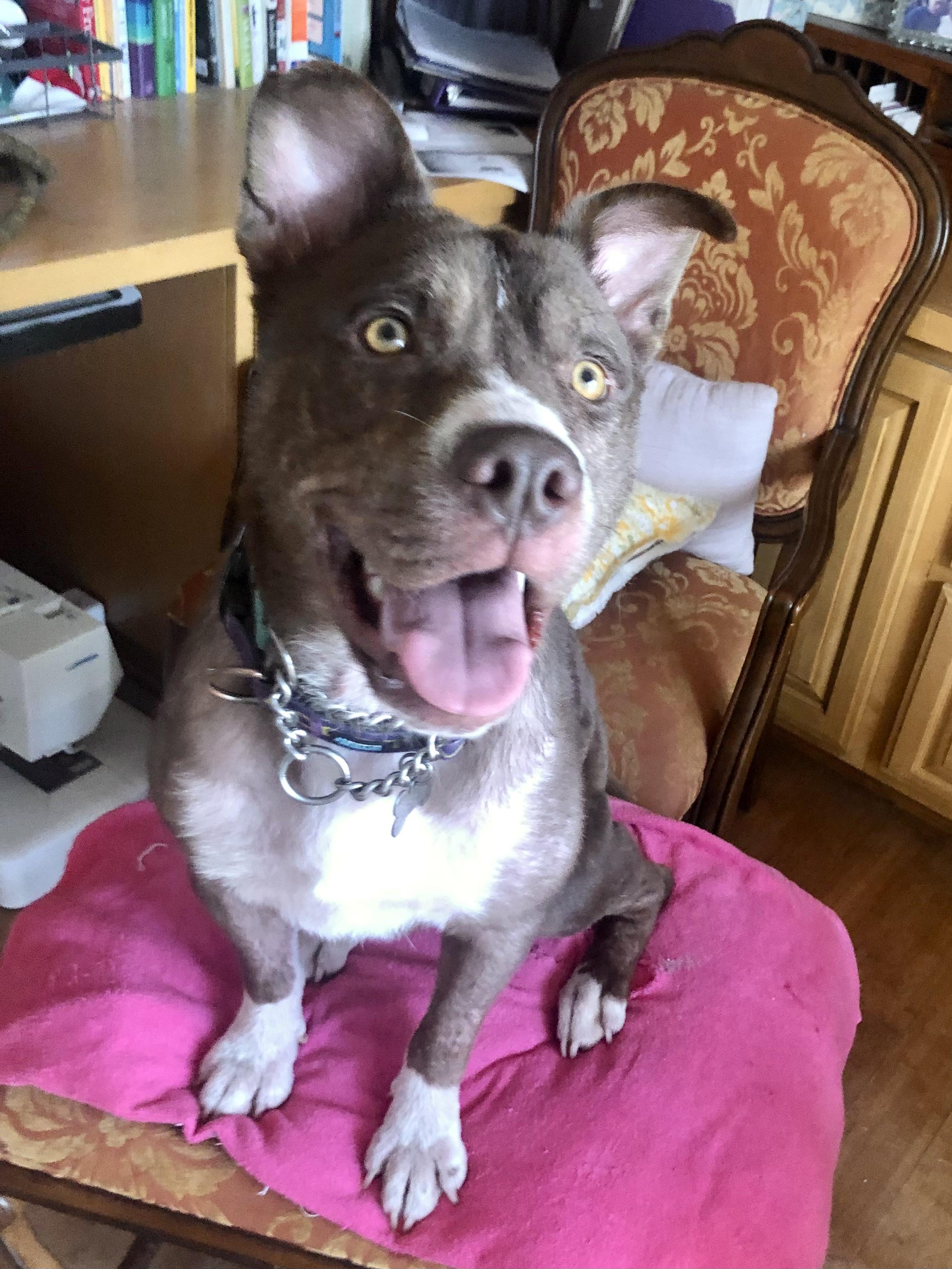 Enlarge KONA, a ADOPTABLE mixed breed in Thousand Oaks, CA image 2/6