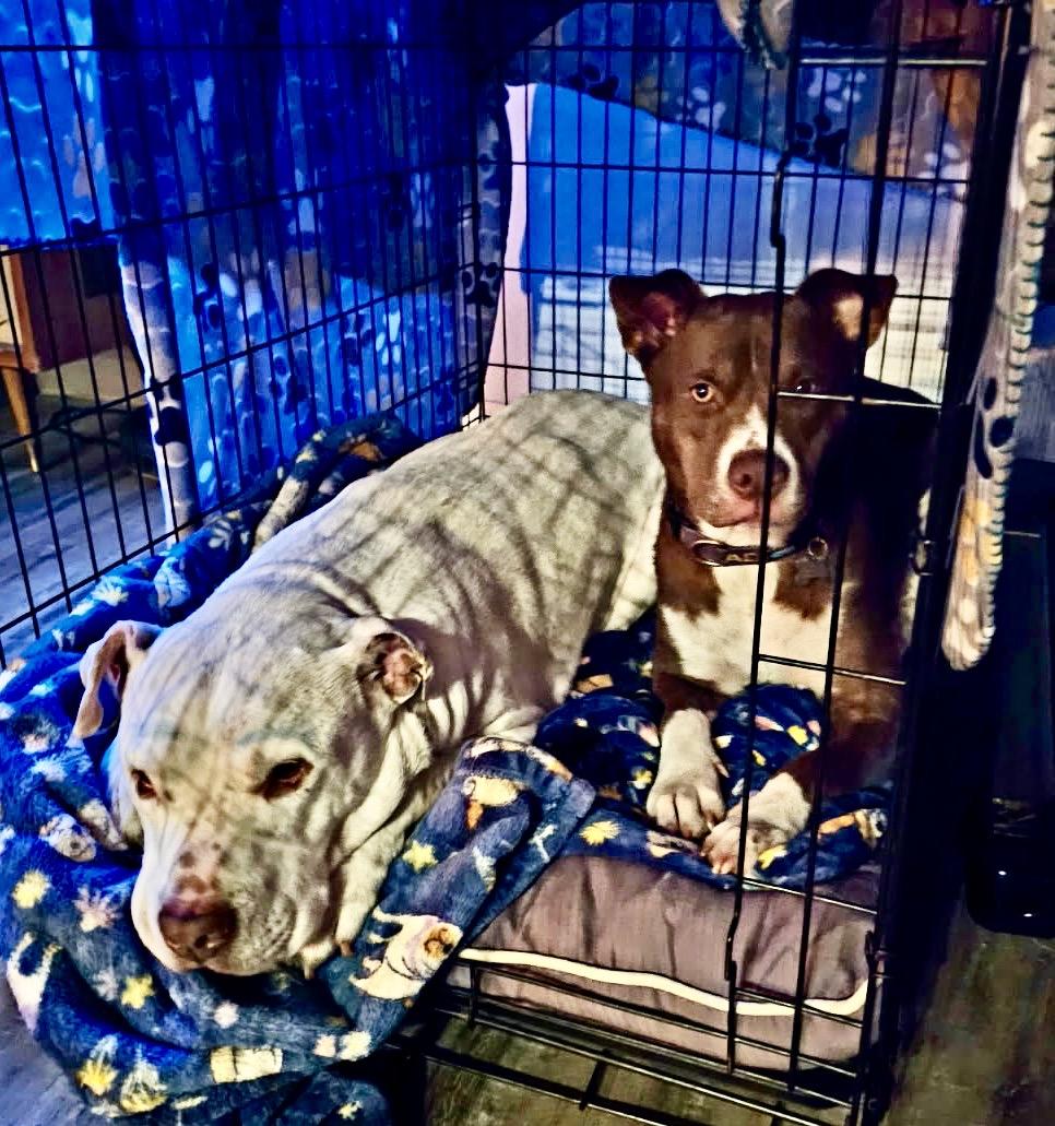 Enlarge KONA, a ADOPTABLE mixed breed in Thousand Oaks, CA image 5/6