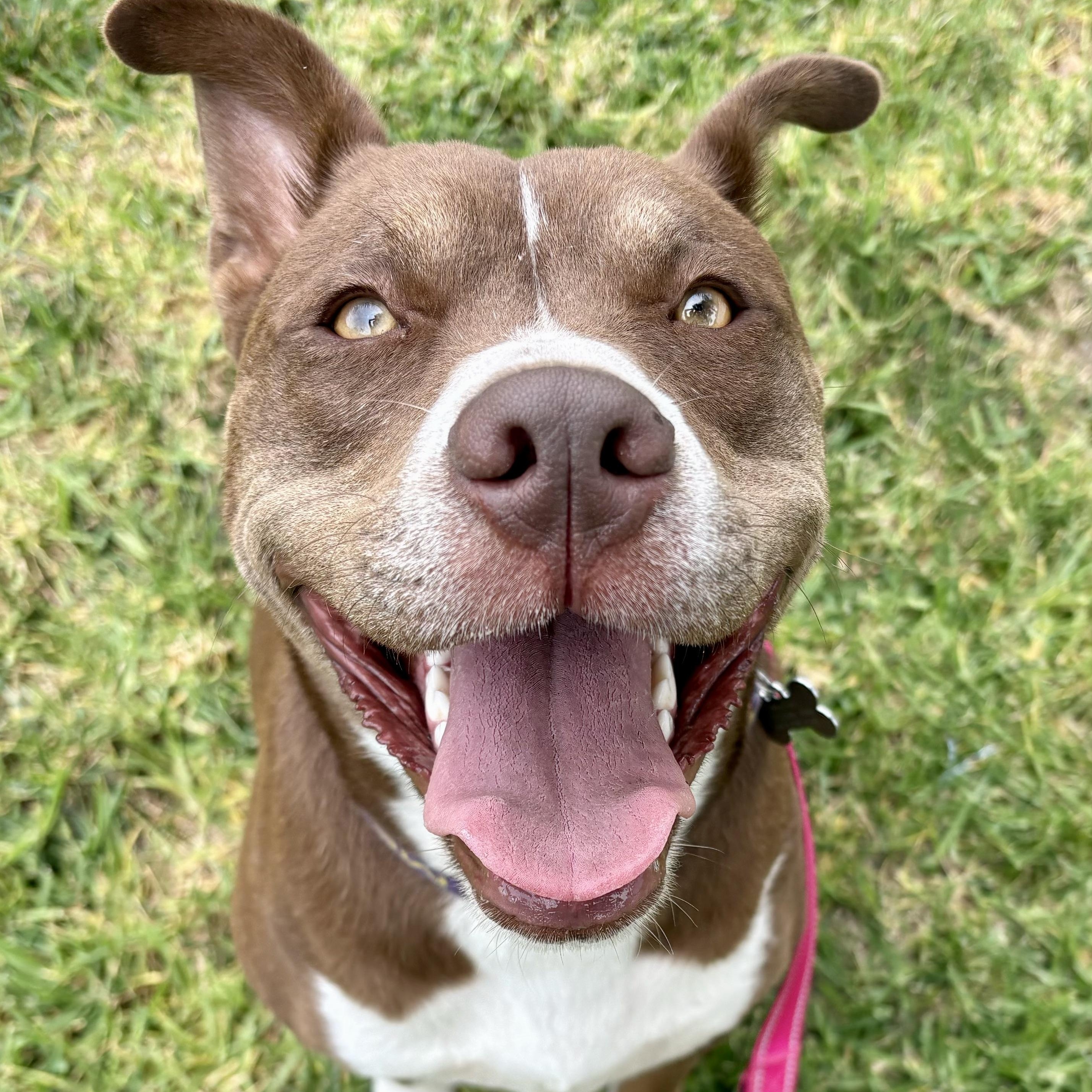 Enlarge KONA, a ADOPTABLE mixed breed in Thousand Oaks, CA image 1/6