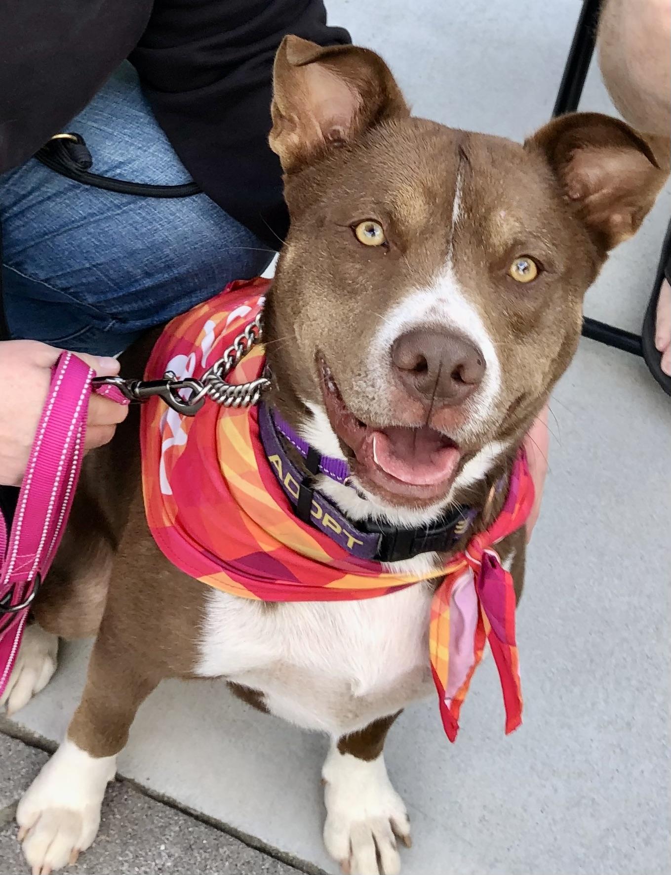 Enlarge KONA, a ADOPTABLE mixed breed in Thousand Oaks, CA image 6/6