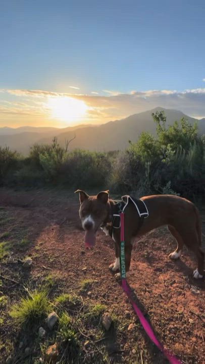 Enlarge KONA, a ADOPTABLE mixed breed in Thousand Oaks, CA video 6/6