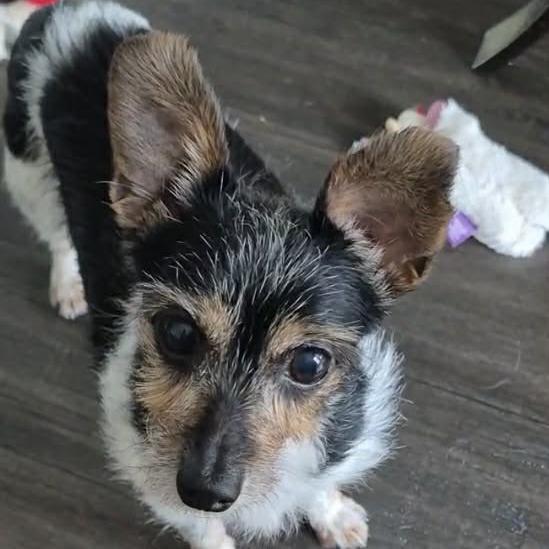 Bailey — thumbnail 2