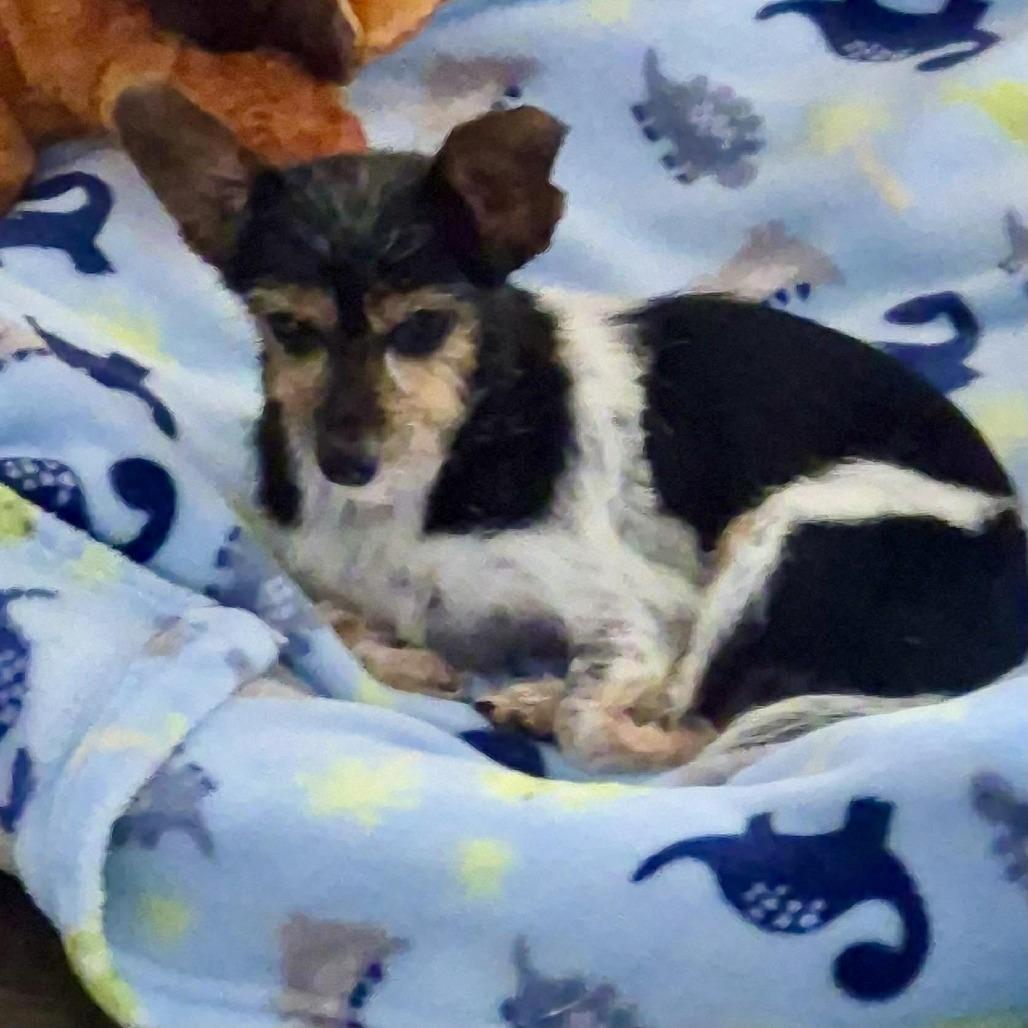 Bailey — thumbnail 3