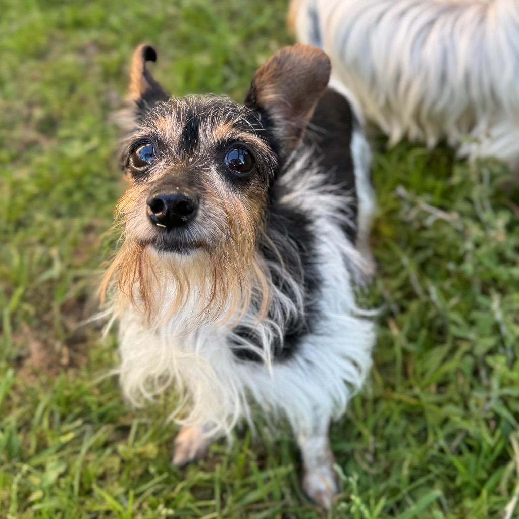 Bailey — thumbnail 4