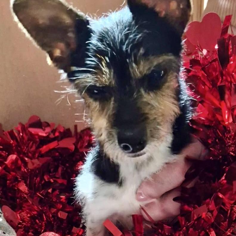 Bailey — thumbnail 5