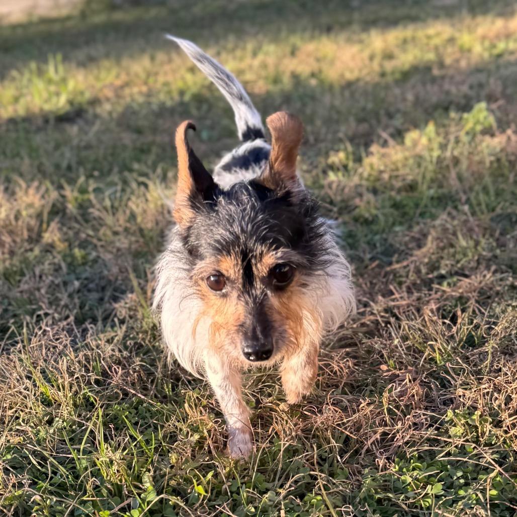 Bailey — thumbnail 6