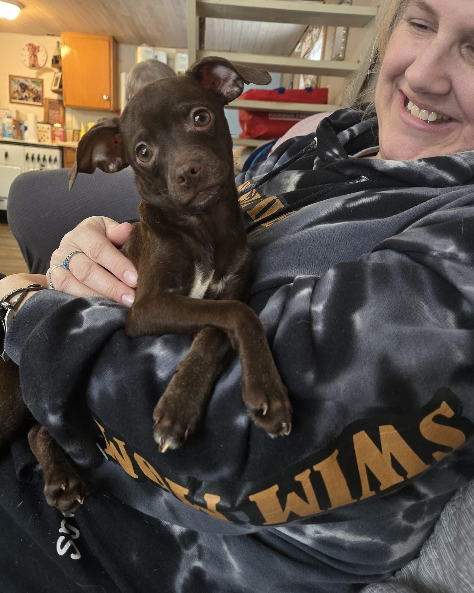 Acorn, Adoptable, Puppy Female Chihuahua.