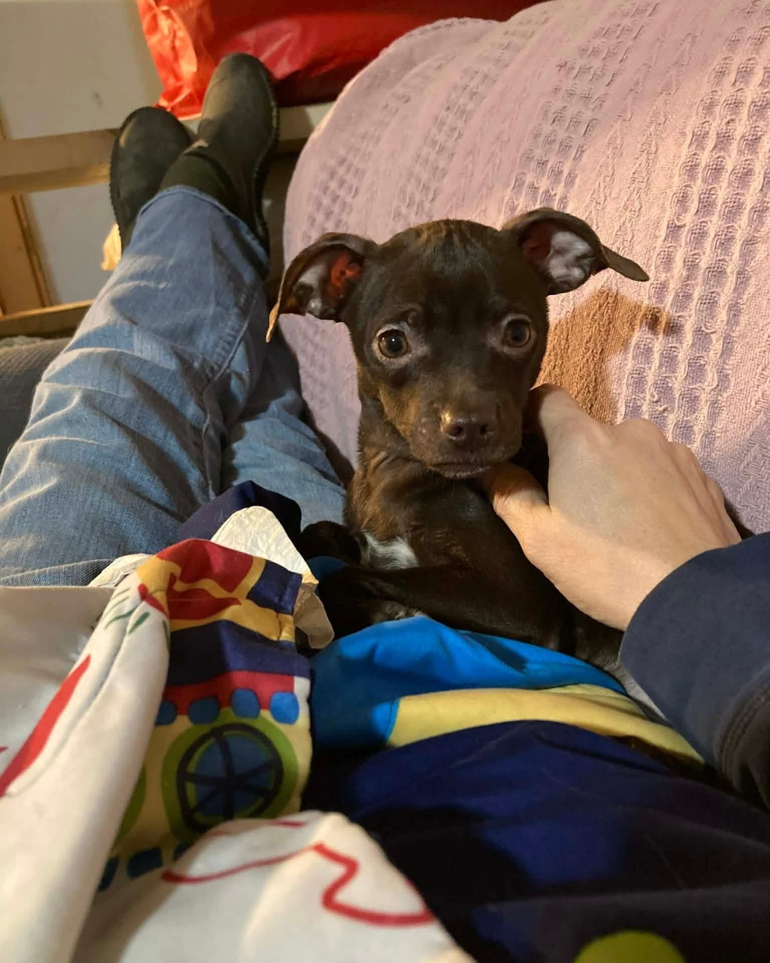 Enlarge Acorn, a Adoptable Chihuahua in Friendship, NY image 3/3