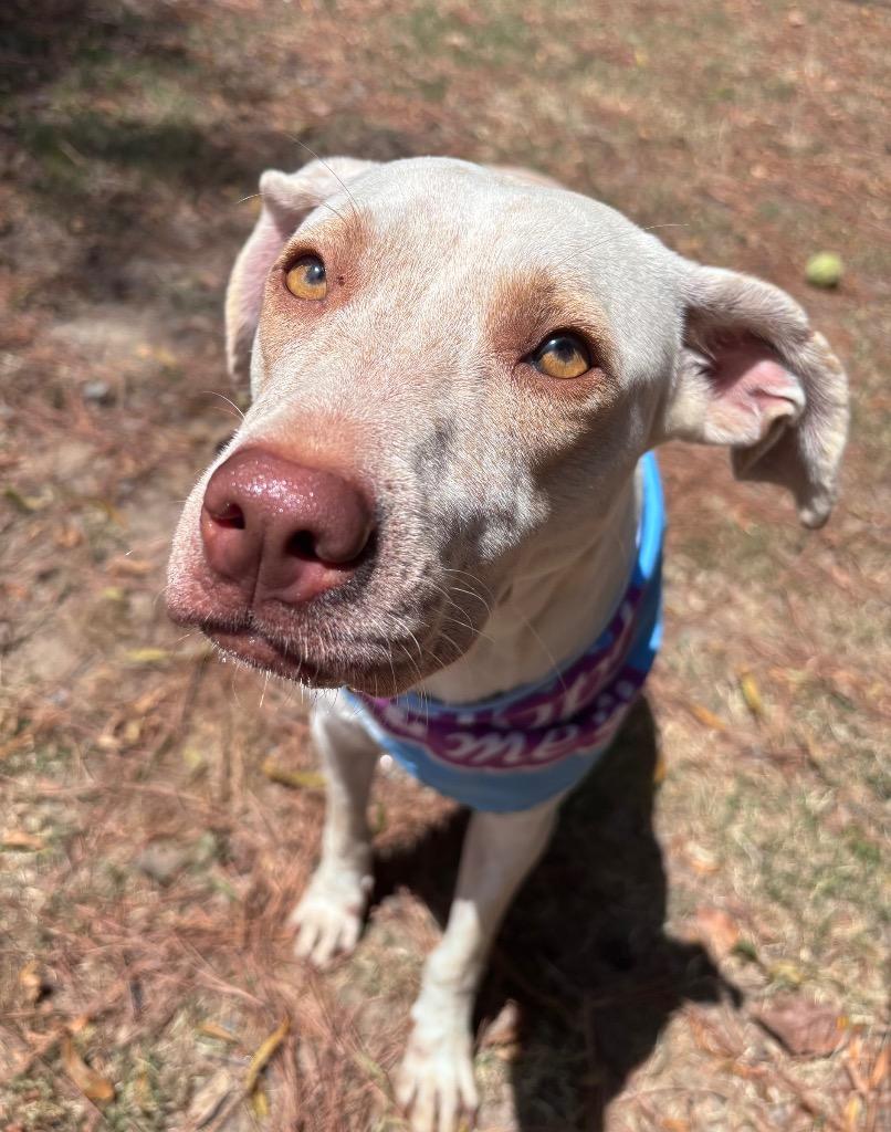 Elena, a Adoptable mixed breed in Little Rock, AR image 1/3