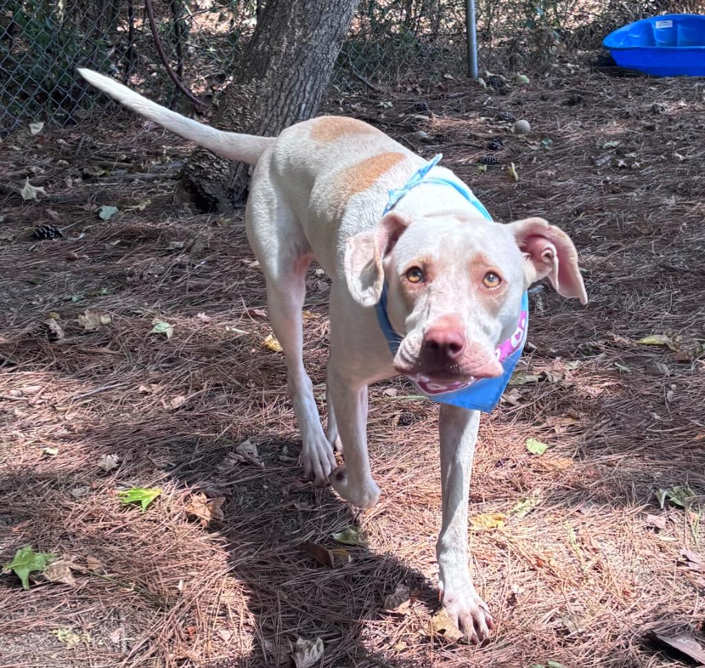 Elena, a Adoptable mixed breed in Little Rock, AR image 2/3