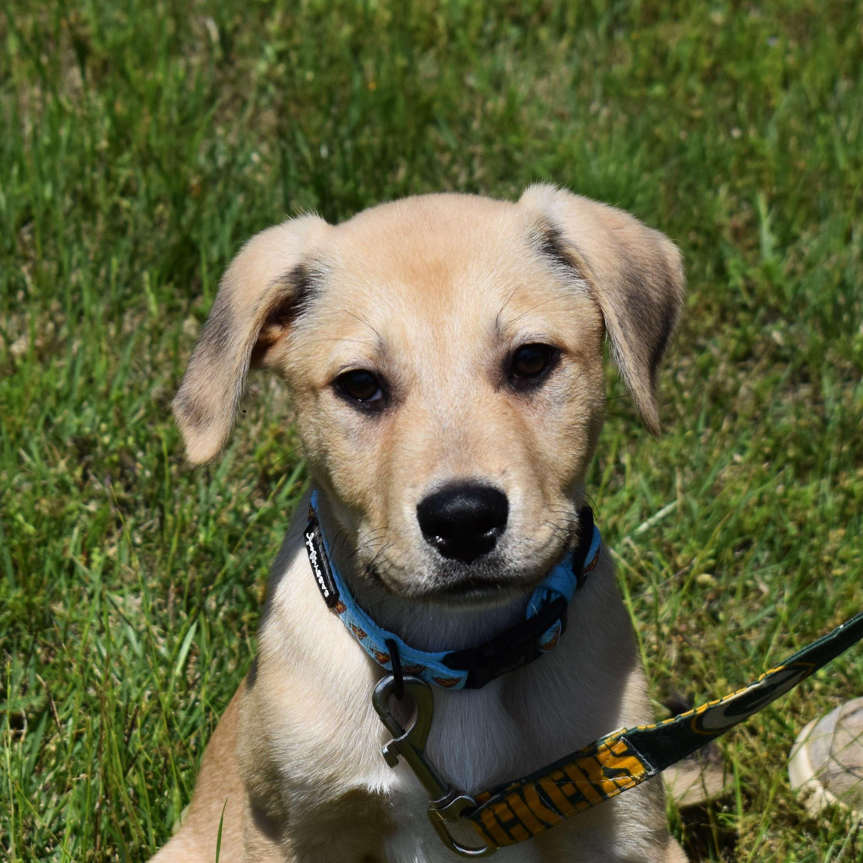 Koda, an adopted Mixed Breed in Searcy, AR image 1/6