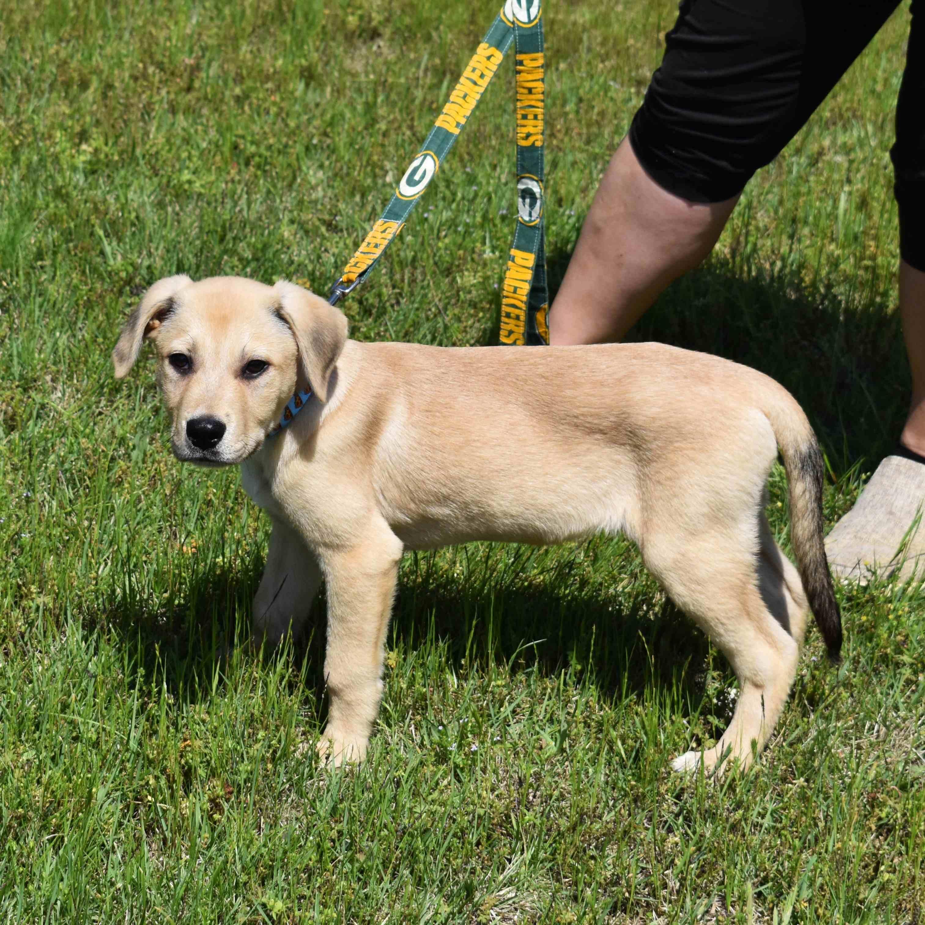 Koda, an adopted Mixed Breed in Searcy, AR image 3/6