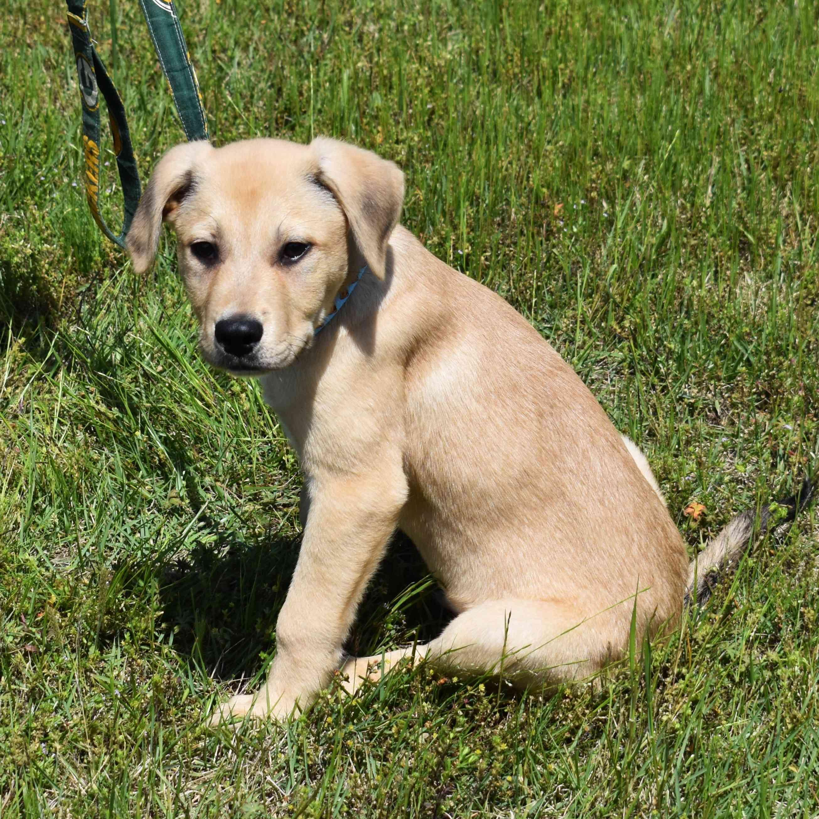 Koda, an adopted Mixed Breed in Searcy, AR image 6/6