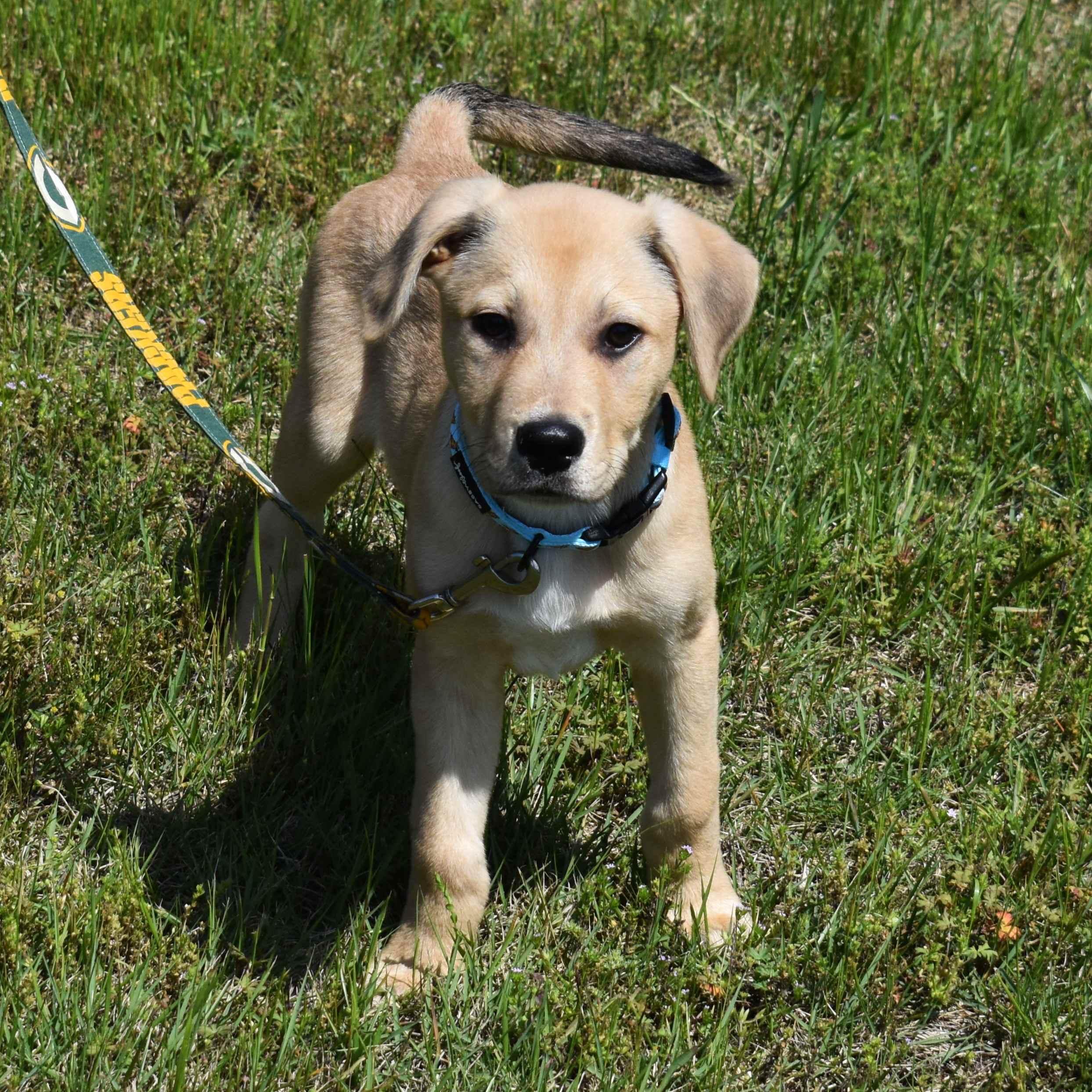 Koda, an adopted Mixed Breed in Searcy, AR image 5/6