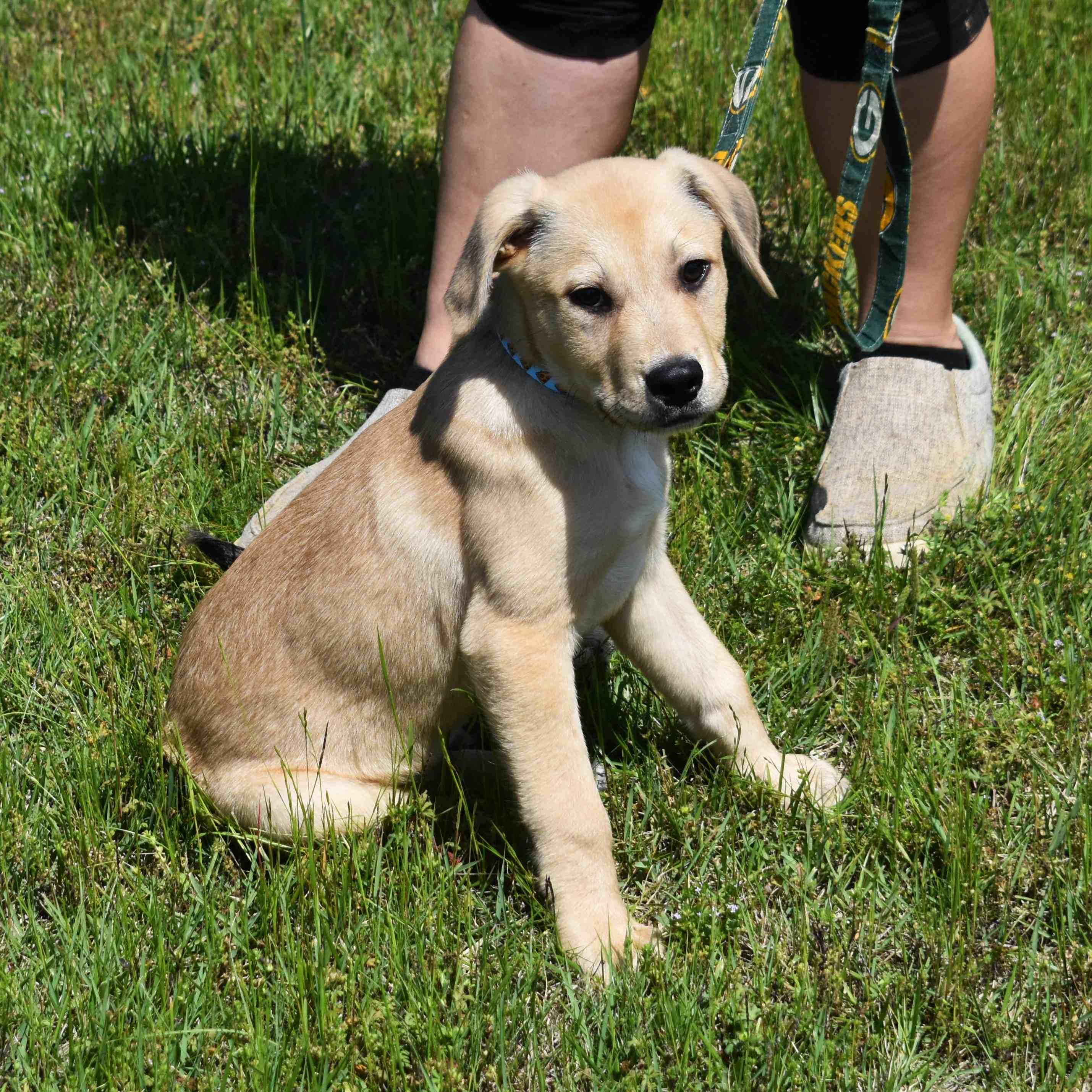 Koda, an adopted Mixed Breed in Searcy, AR image 4/6