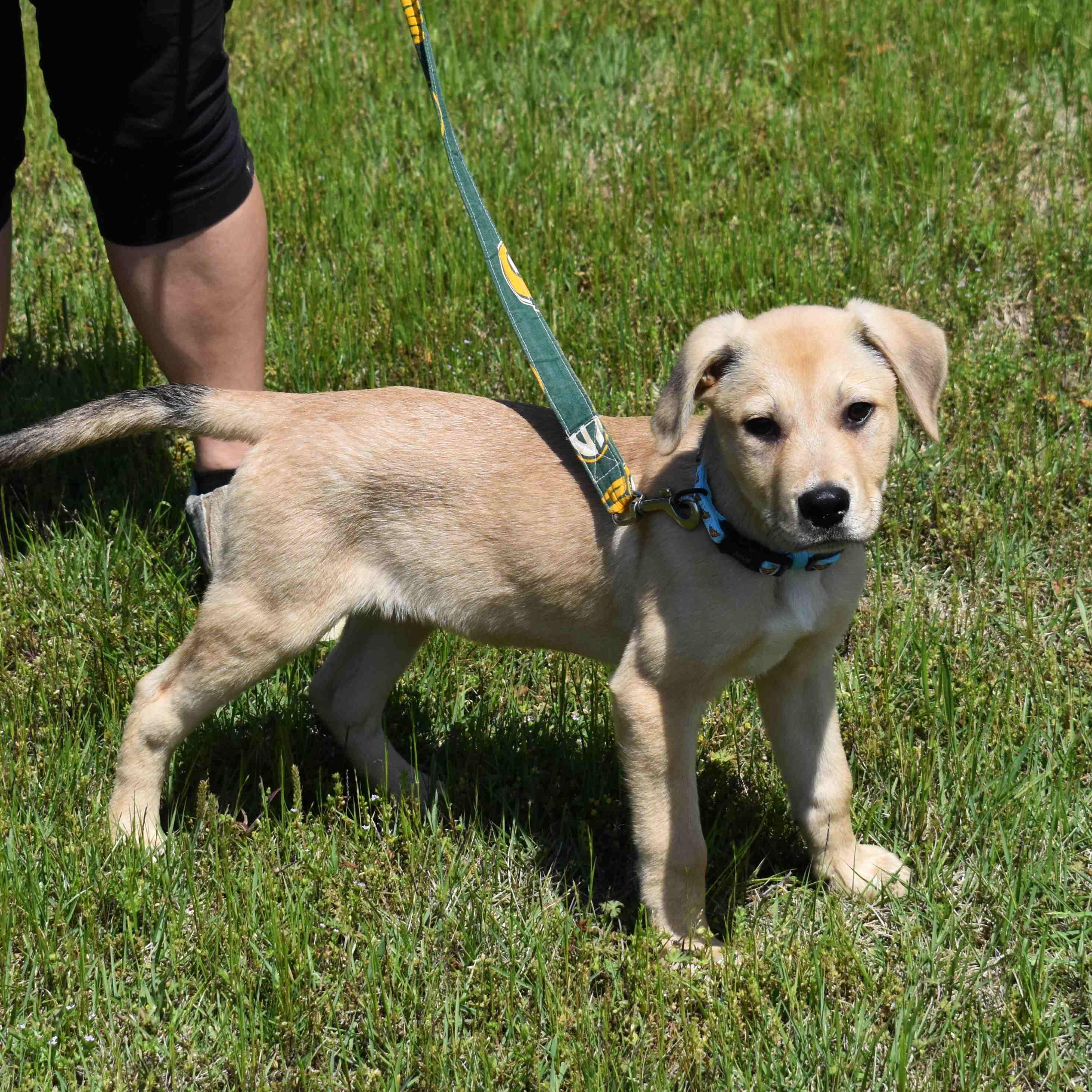 Koda, an adopted Mixed Breed in Searcy, AR image 2/6