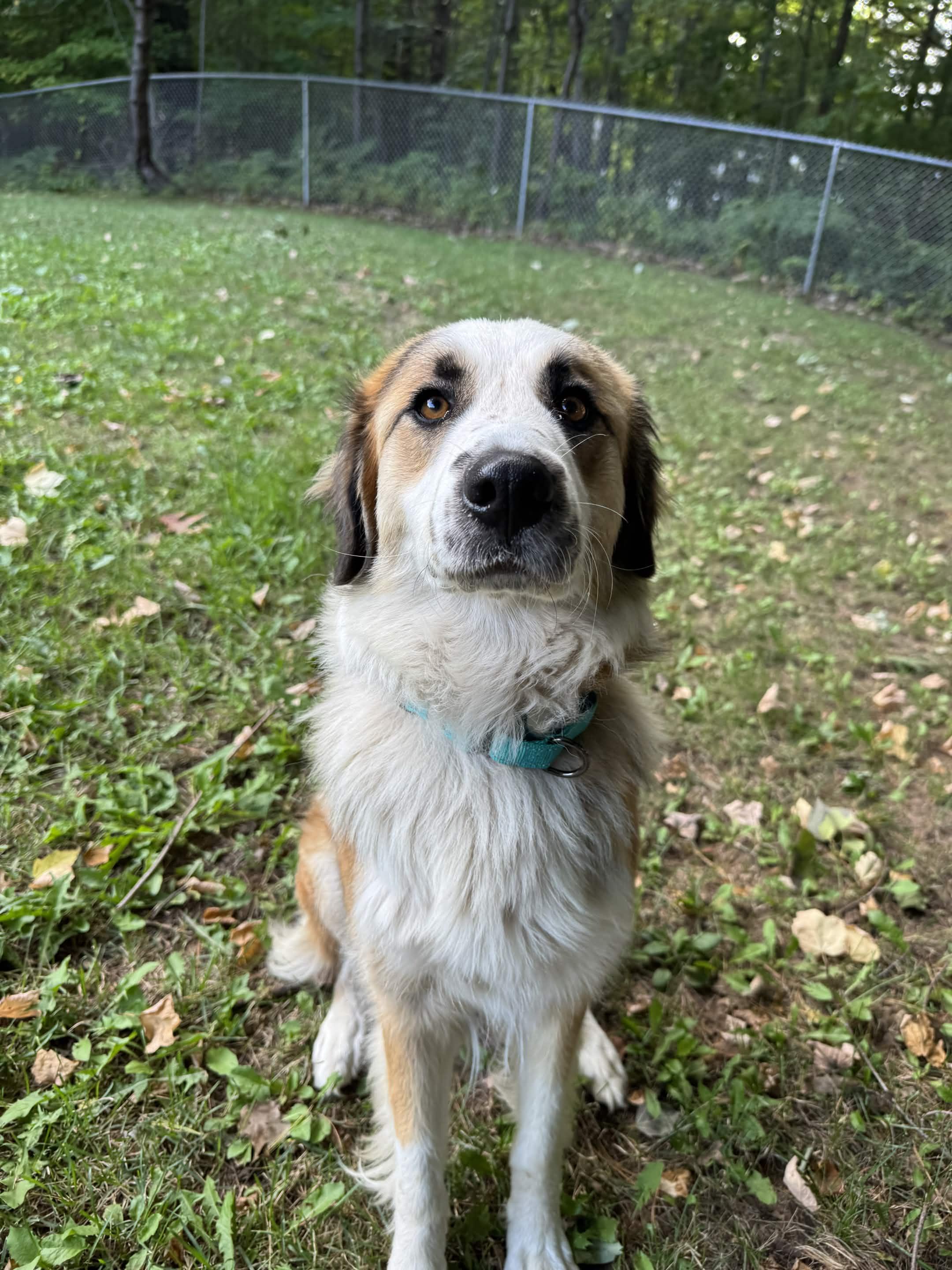 Enlarge Millie, a Adoptable mixed breed in Houghton, MI image 2/6
