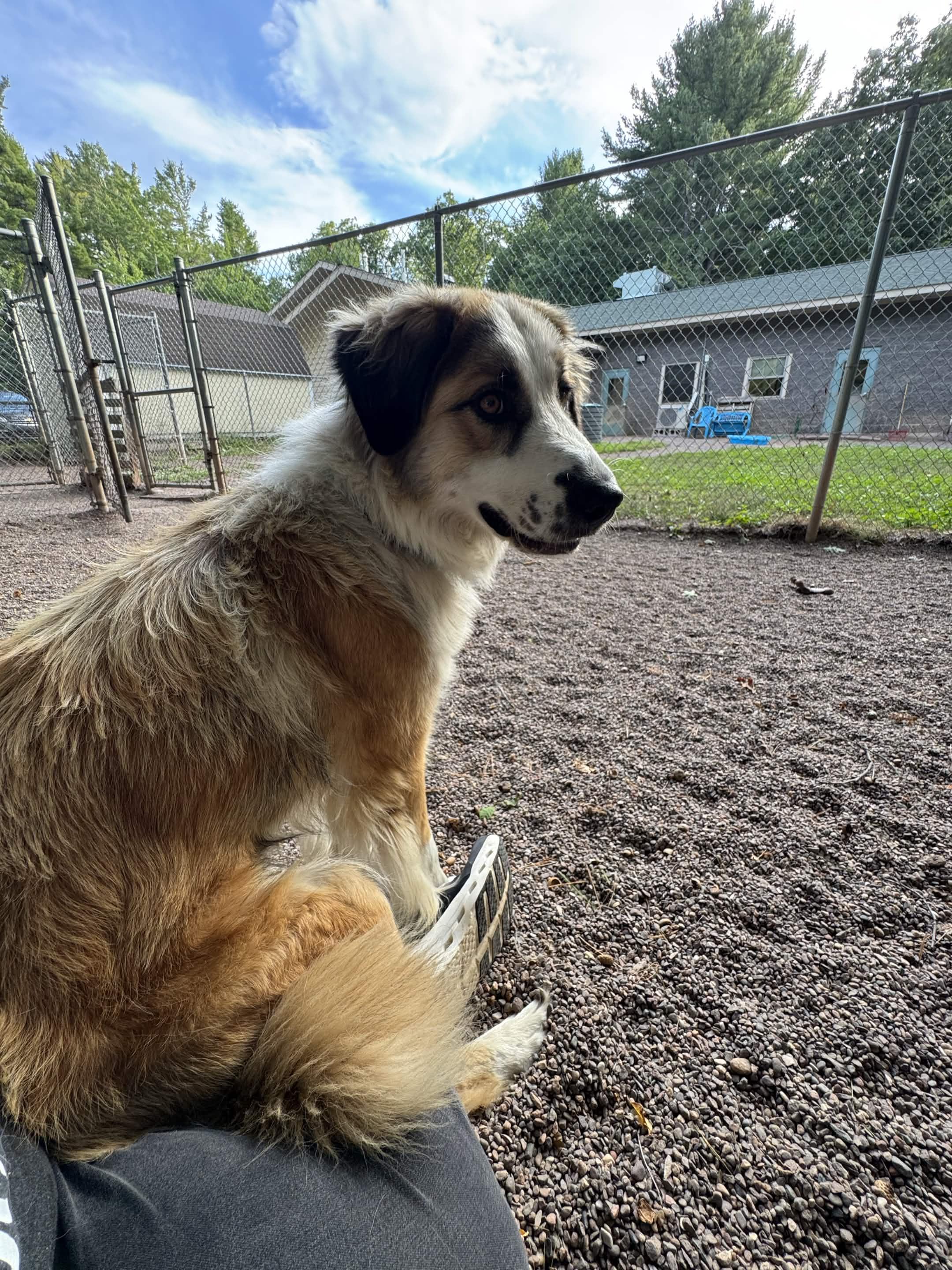 Enlarge Millie, a Adoptable mixed breed in Houghton, MI image 6/6