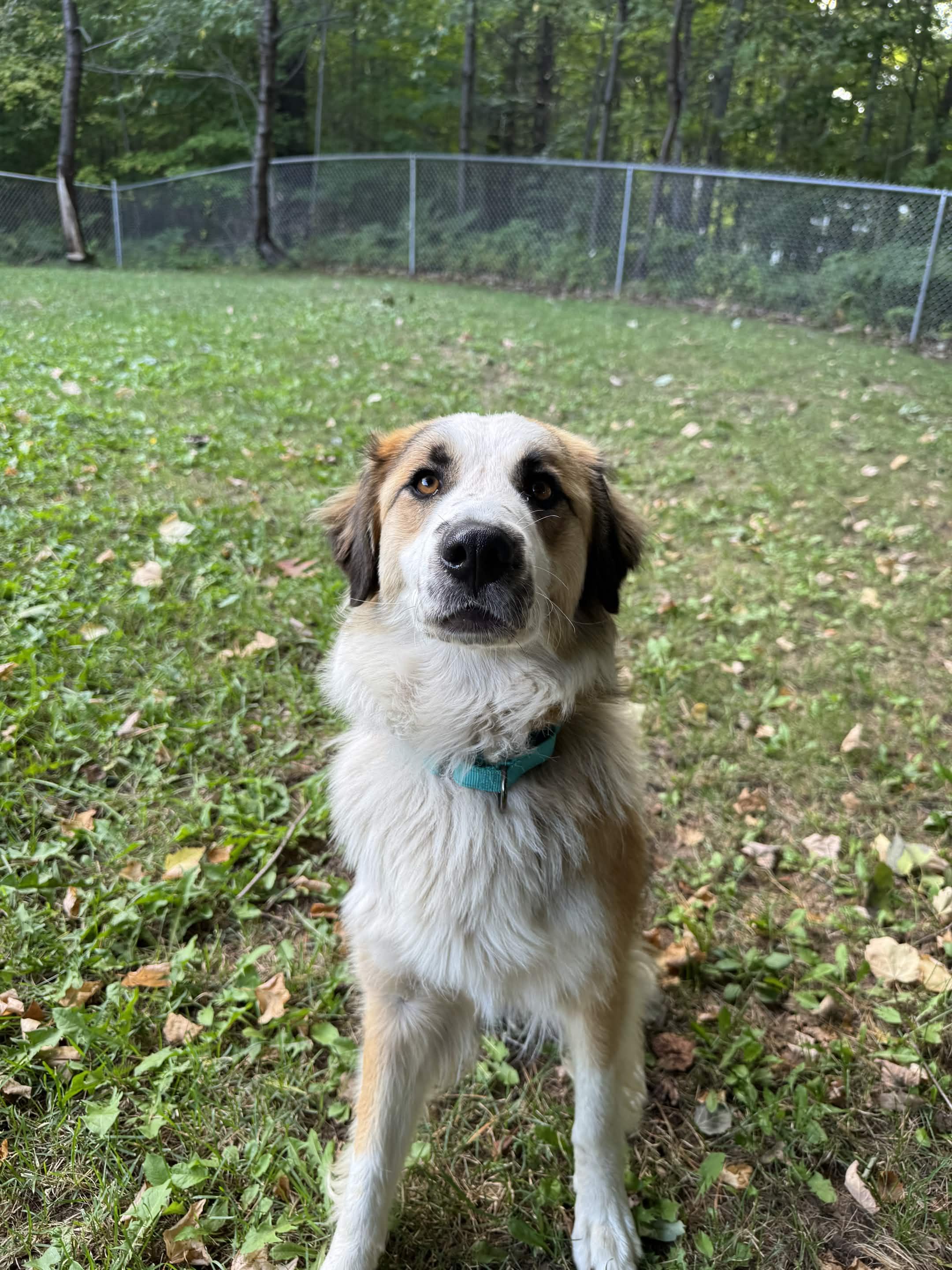 Enlarge Millie, a Adoptable mixed breed in Houghton, MI image 3/6