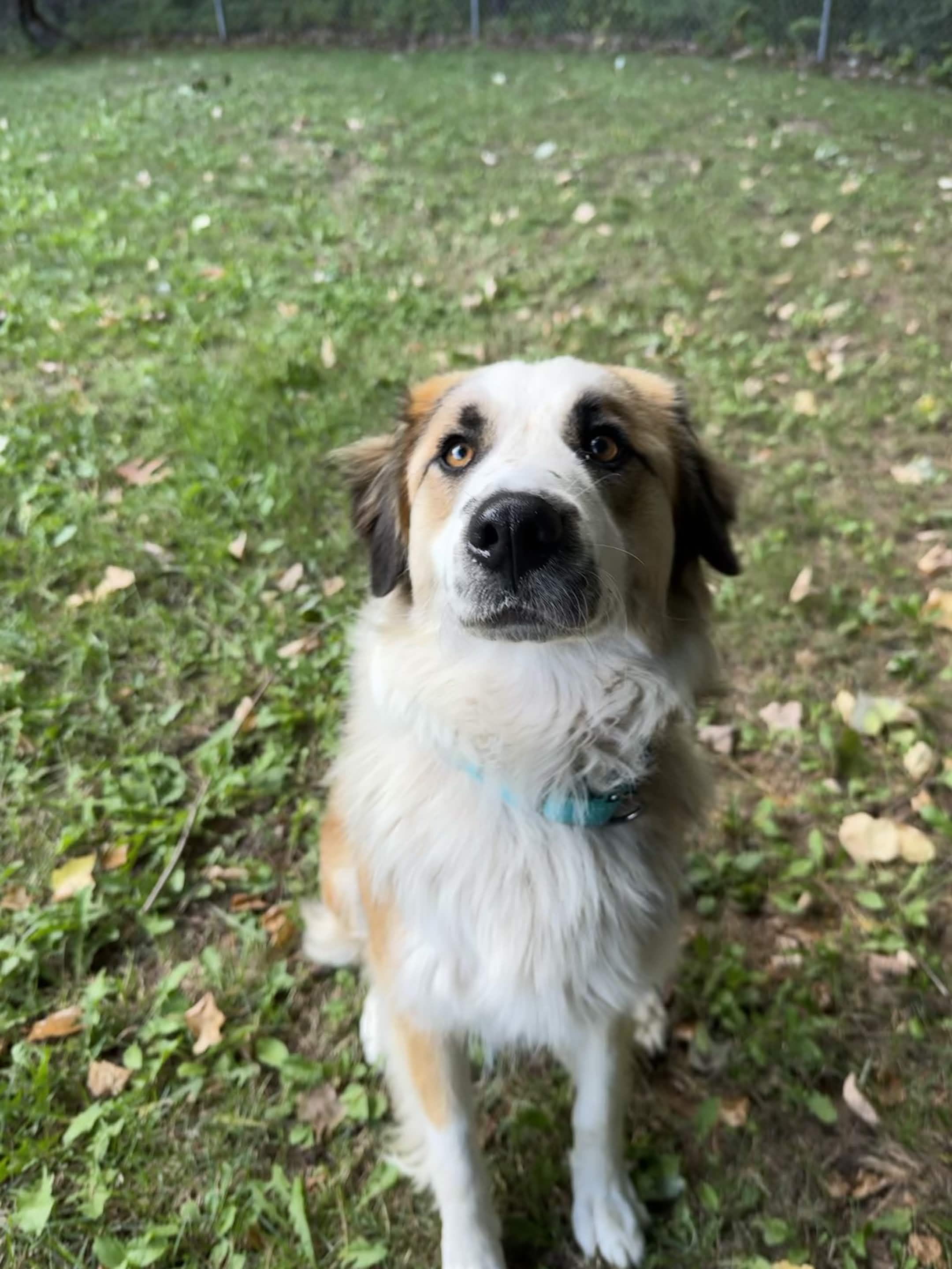 Millie, Adoptable, Young Female Australian Shepherd & Akbash.