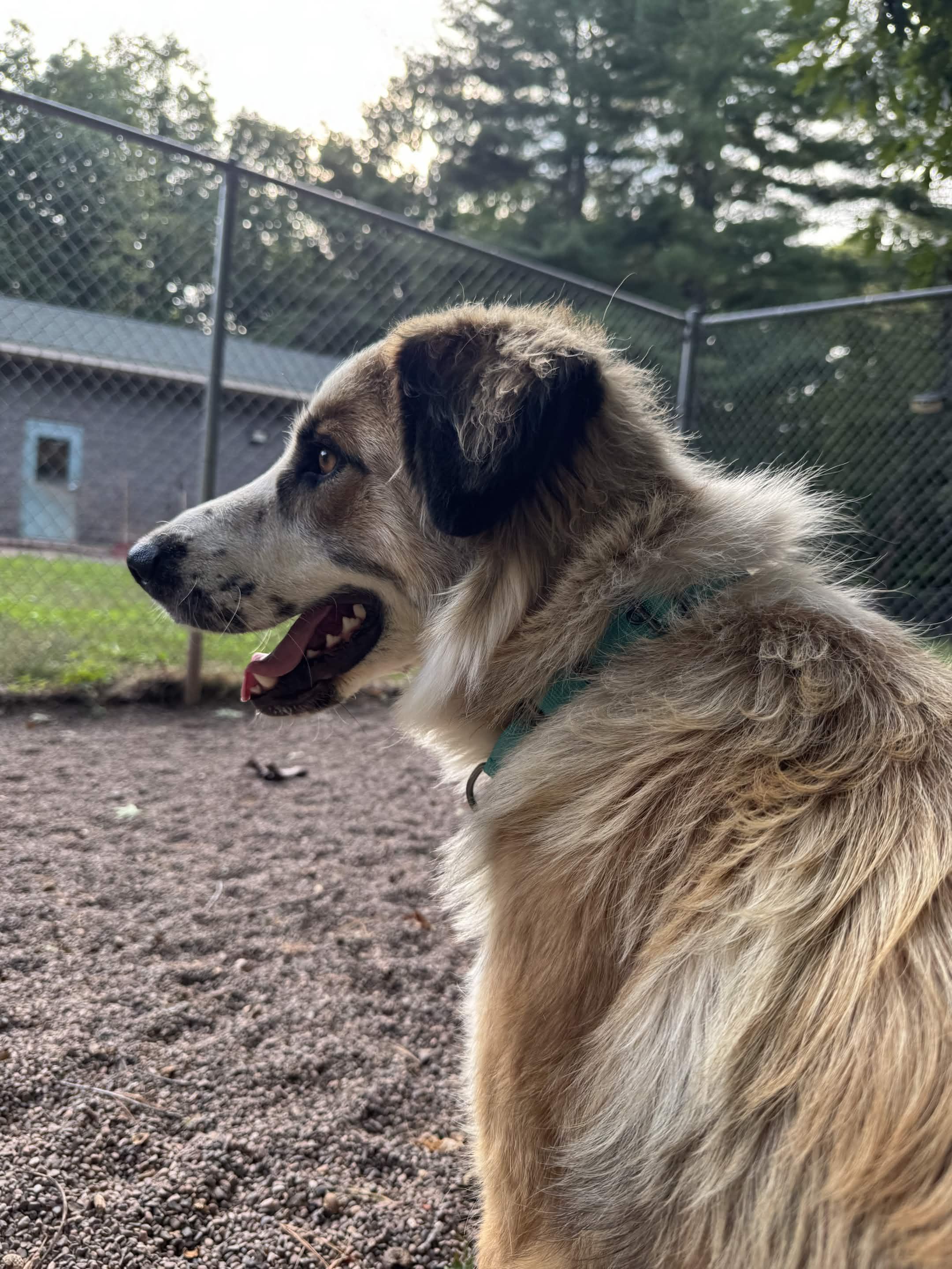 Enlarge Millie, a Adoptable mixed breed in Houghton, MI image 5/6