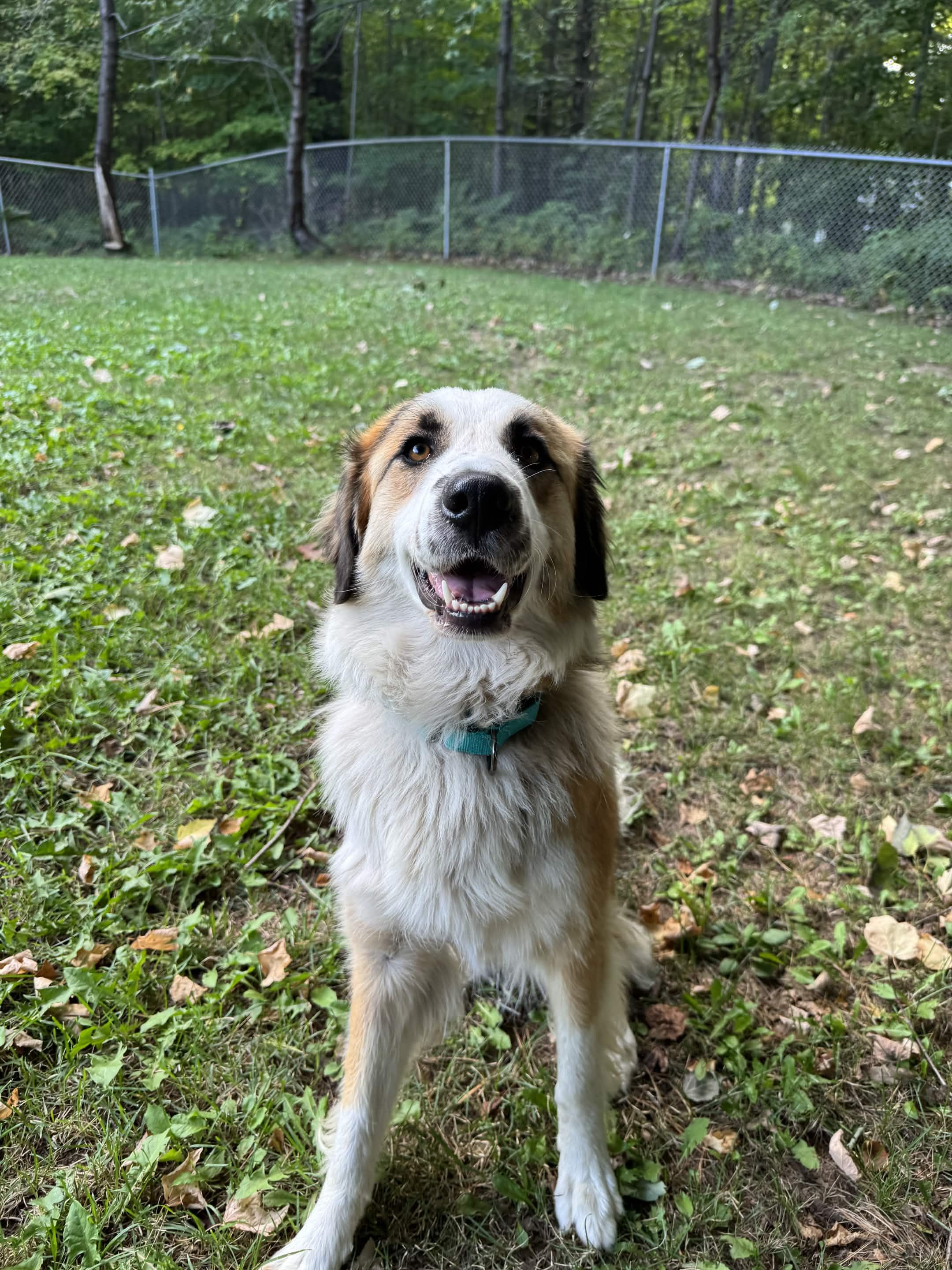 Enlarge Millie, a Adoptable mixed breed in Houghton, MI image 4/6