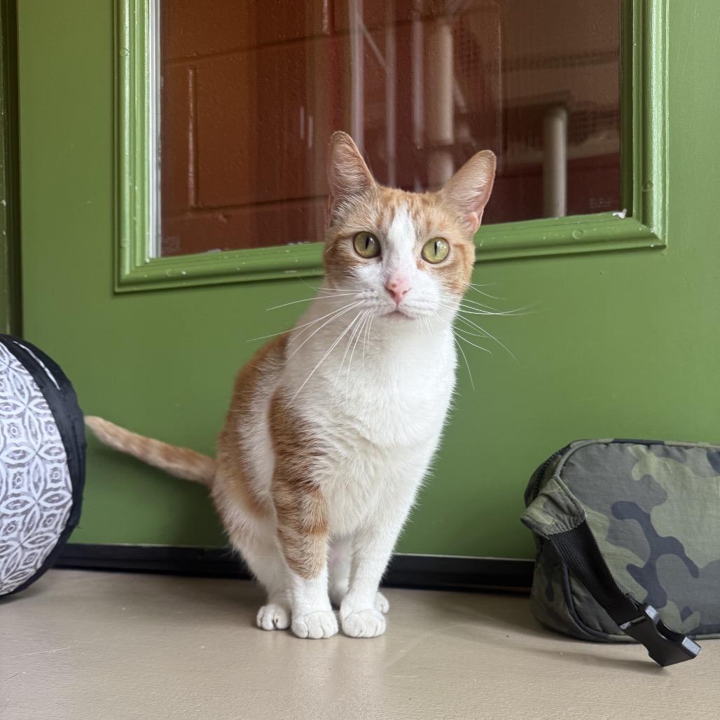Simba, Adoptable, Adult Male Domestic Short Hair.