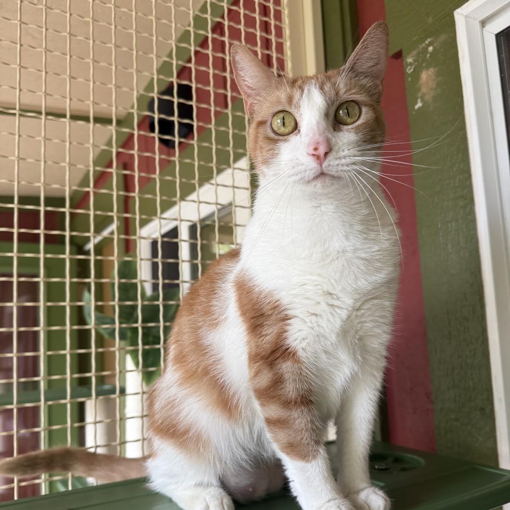 Enlarge Simba, a Adoptable Domestic Short Hair in Kailua Kona, HI image 2/6