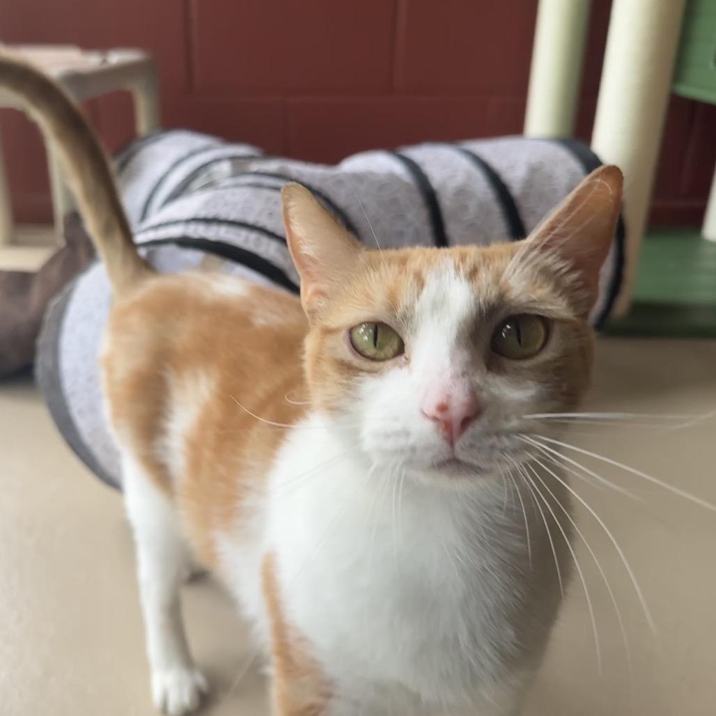 Enlarge Simba, a Adoptable Domestic Short Hair in Kailua Kona, HI image 3/6