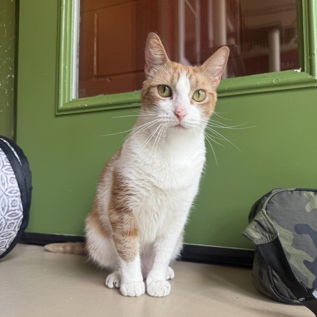 Enlarge Simba, a Adoptable Domestic Short Hair in Kailua Kona, HI image 4/6