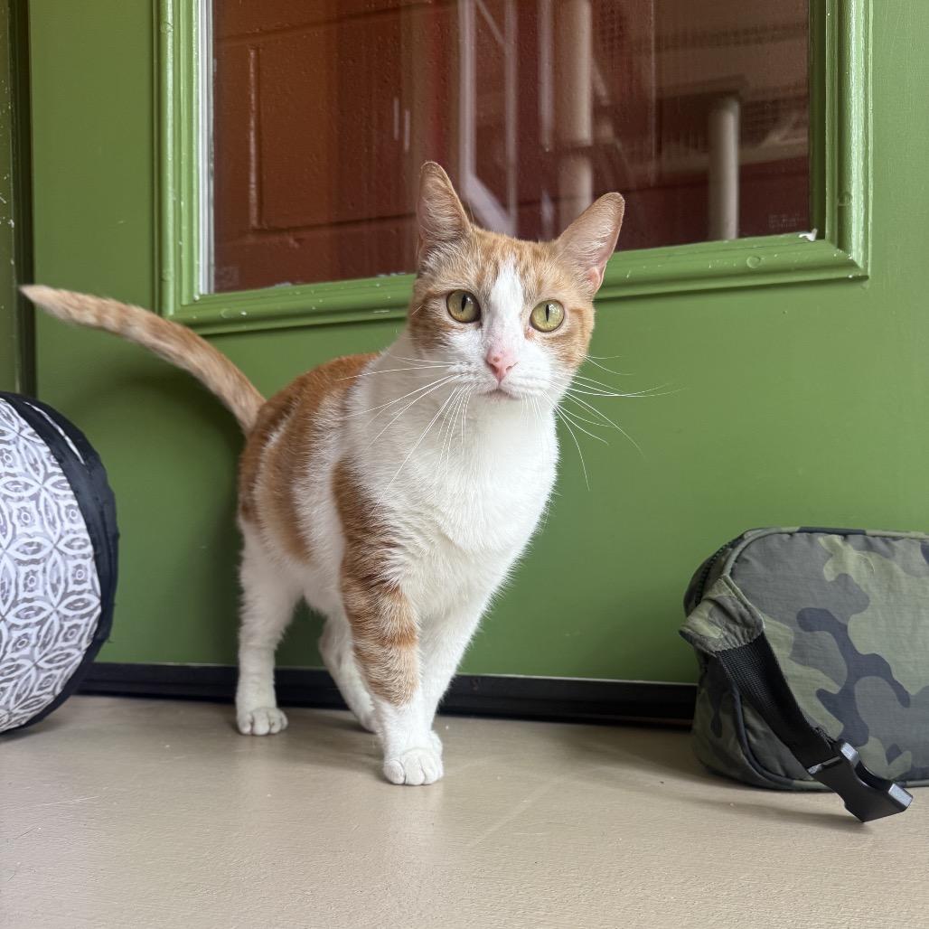 Enlarge Simba, a Adoptable Domestic Short Hair in Kailua Kona, HI image 5/6