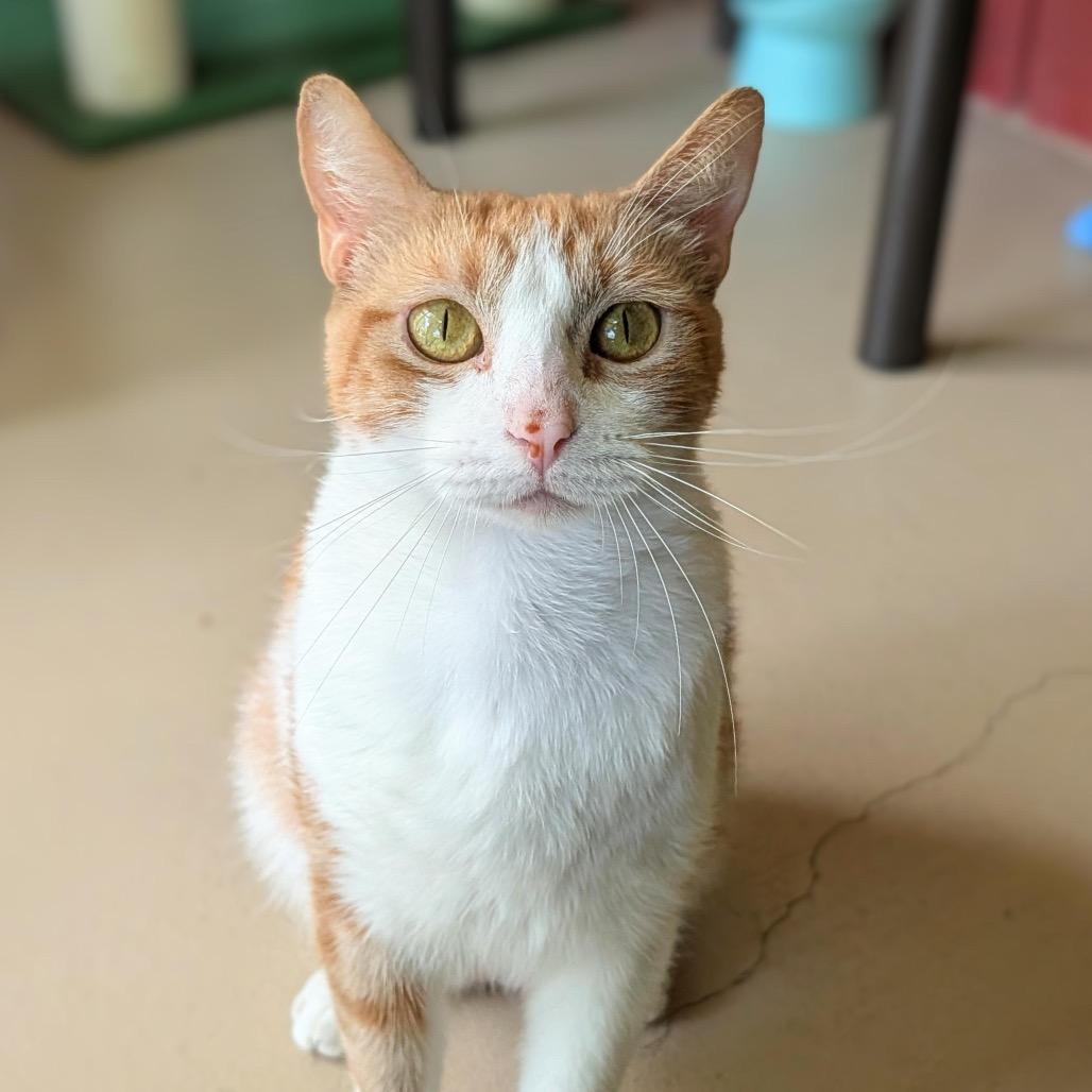 Enlarge Simba, a Adoptable Domestic Short Hair in Kailua Kona, HI image 6/6