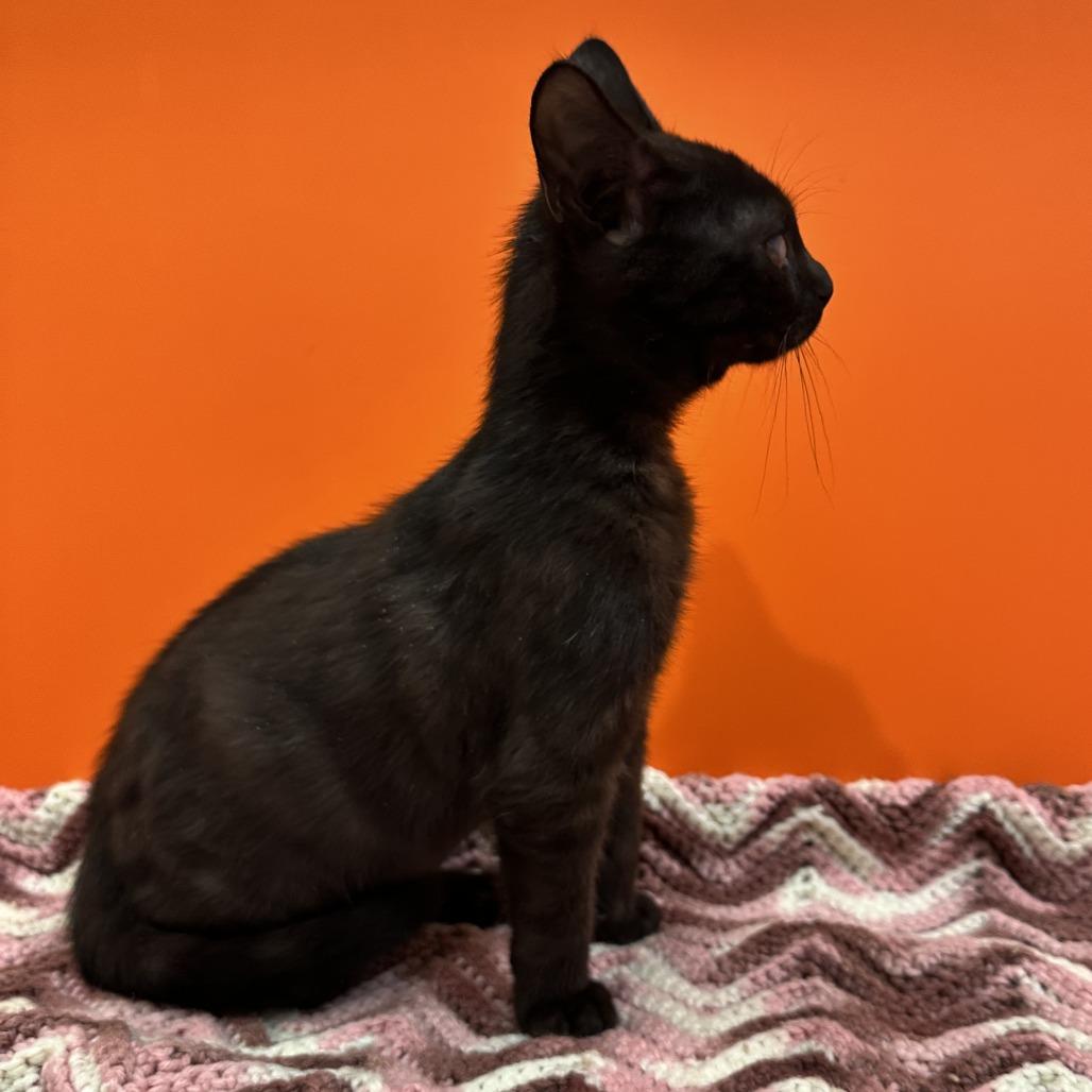 Enlarge Cow, a Adoptable Domestic Short Hair in Washington Township, OH image 1/4