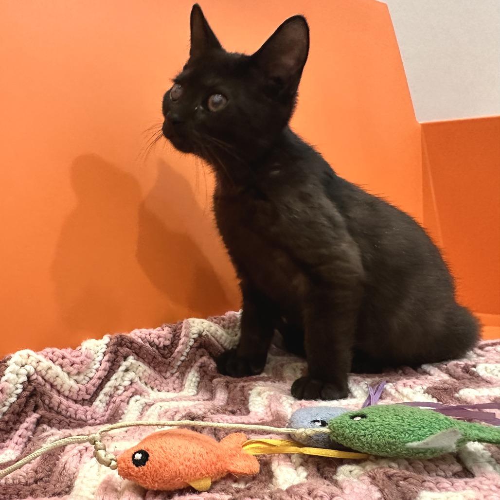 Enlarge Cow, a Adoptable Domestic Short Hair in Washington Township, OH image 2/4