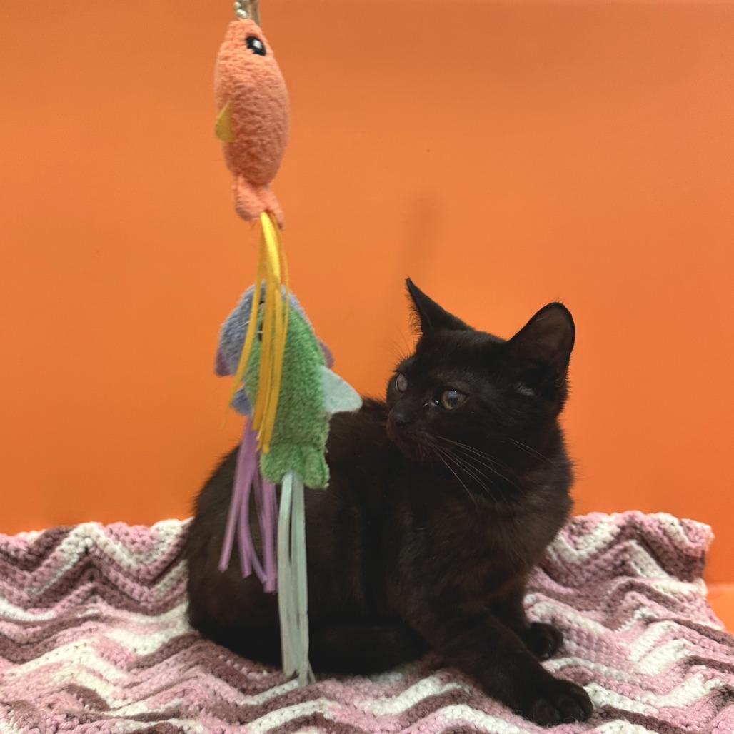 Enlarge Cow, a Adoptable Domestic Short Hair in Washington Township, OH image 3/4