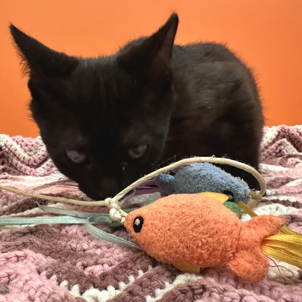 Enlarge Cow, a Adoptable Domestic Short Hair in Washington Township, OH image 4/4