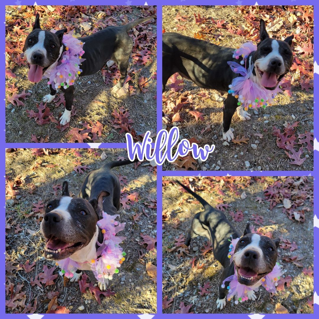 Willow, a Adopted mixed breed in Blacksburg, SC image 1/7