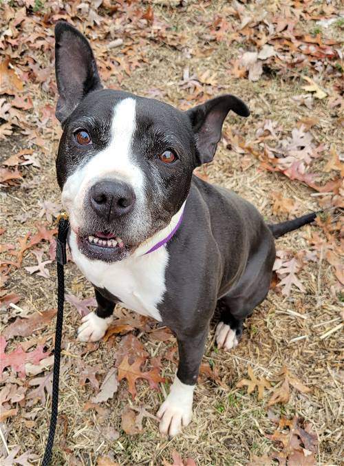 Willow, a Adopted mixed breed in Blacksburg, SC image 2/7