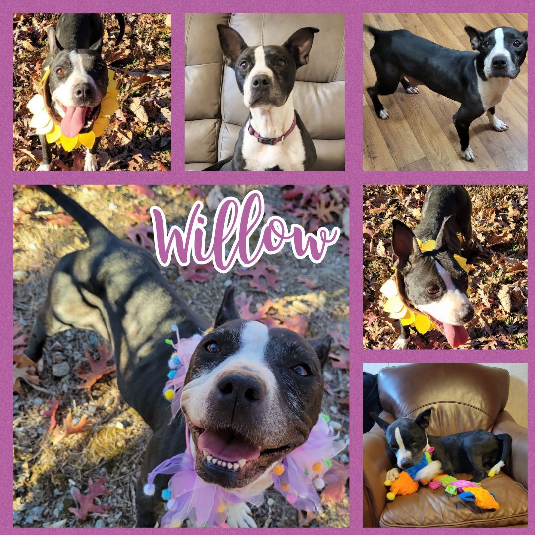 Willow, a Adopted mixed breed in Blacksburg, SC image 3/7